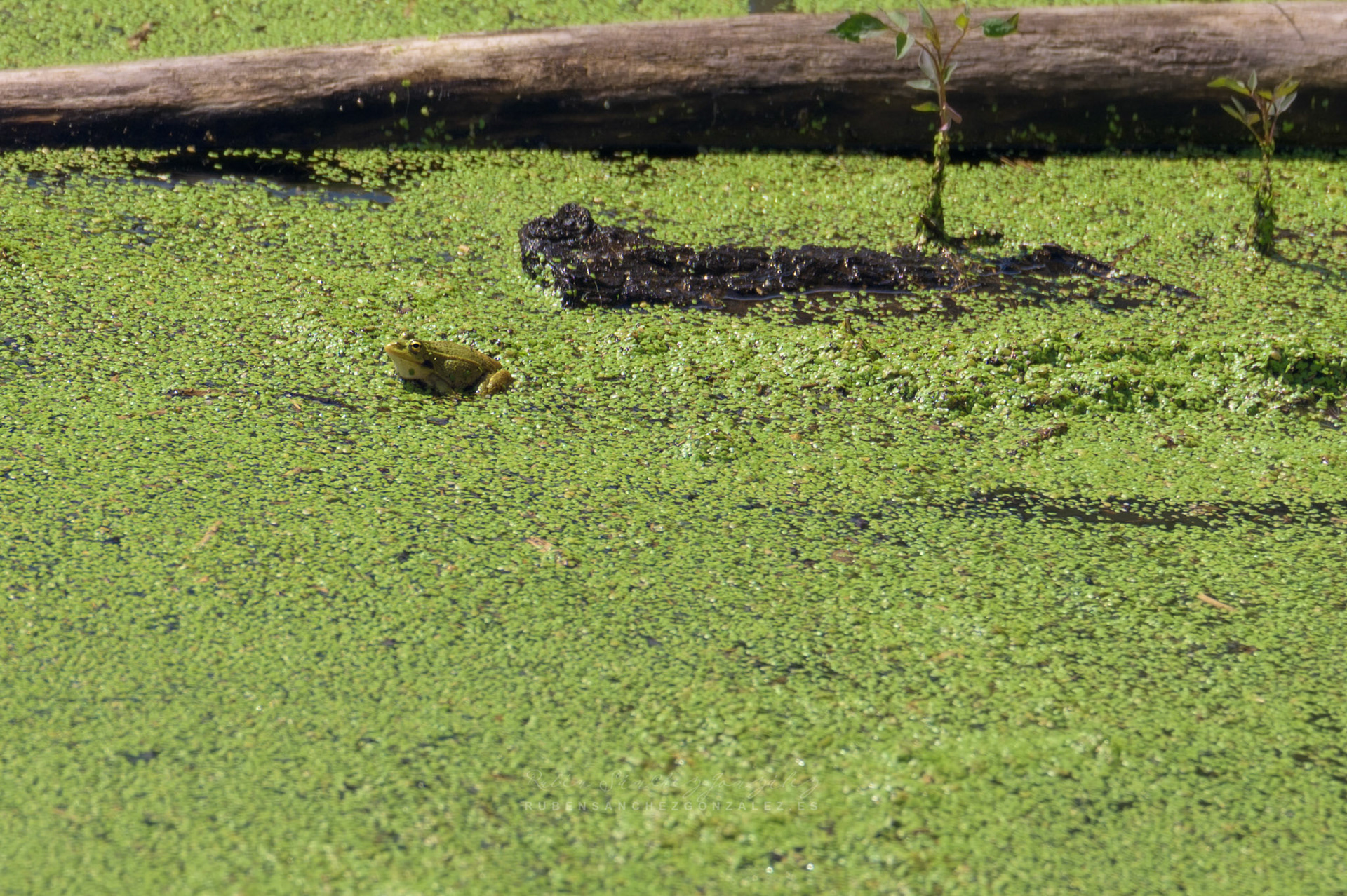 Rana verde o Pelophylax lessonae - Anfibio