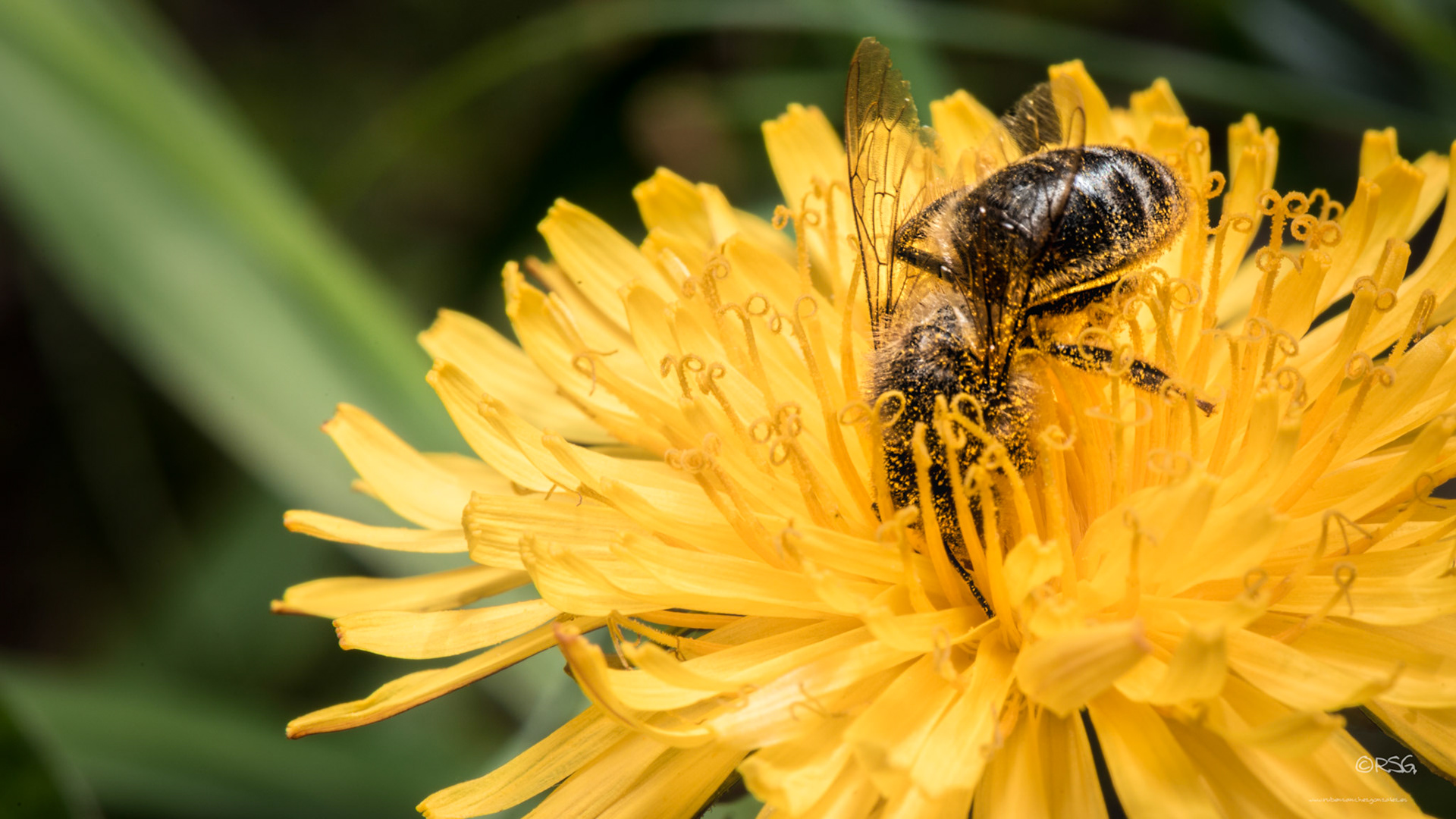 Abeja Recolectando - Macro