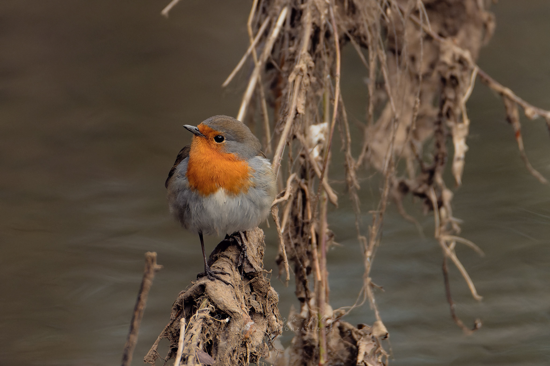 Petirrojo Paporrubio o Erithacus rubecula -Aves