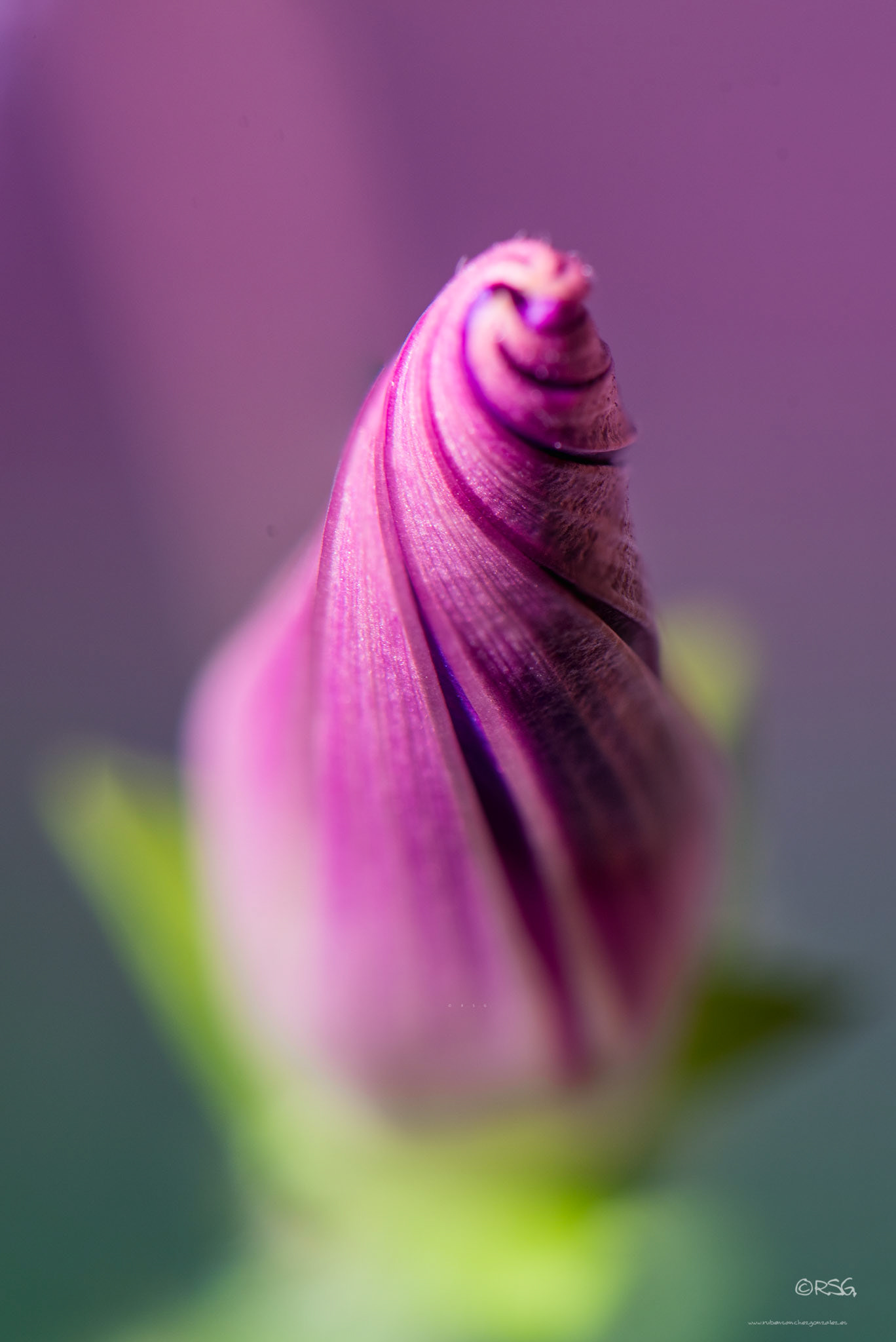 Ipomea rosa cerrada - Macro