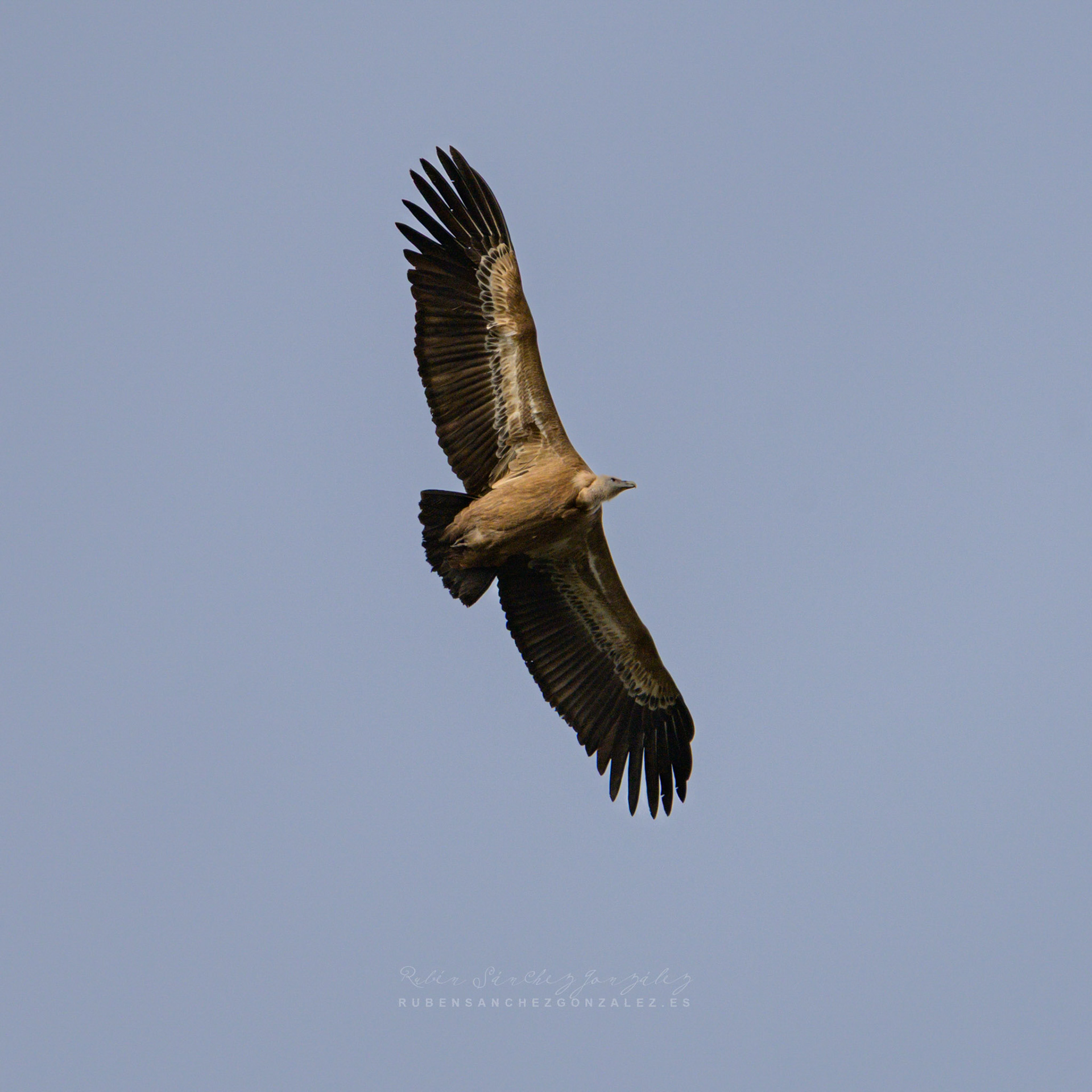 Buitre leonado o Gyps fulvus - Aves