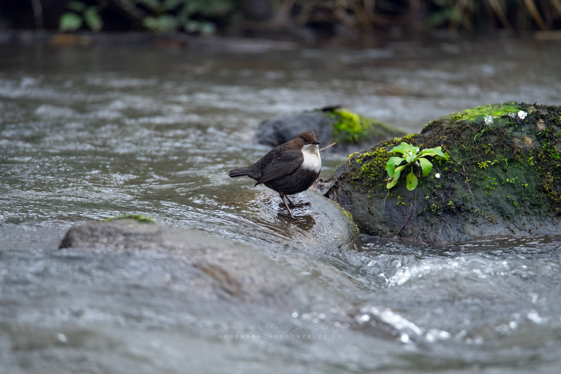 Mirlo acuático - Cinclus cinclus  - Aves