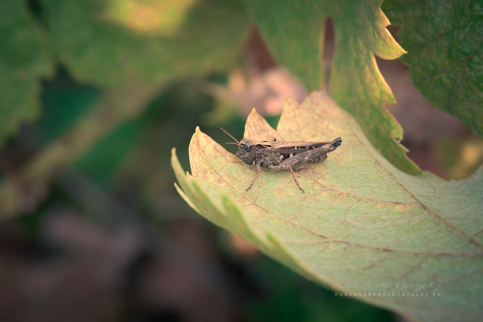 Chorthippus brunneus o Saltamontes - Macro