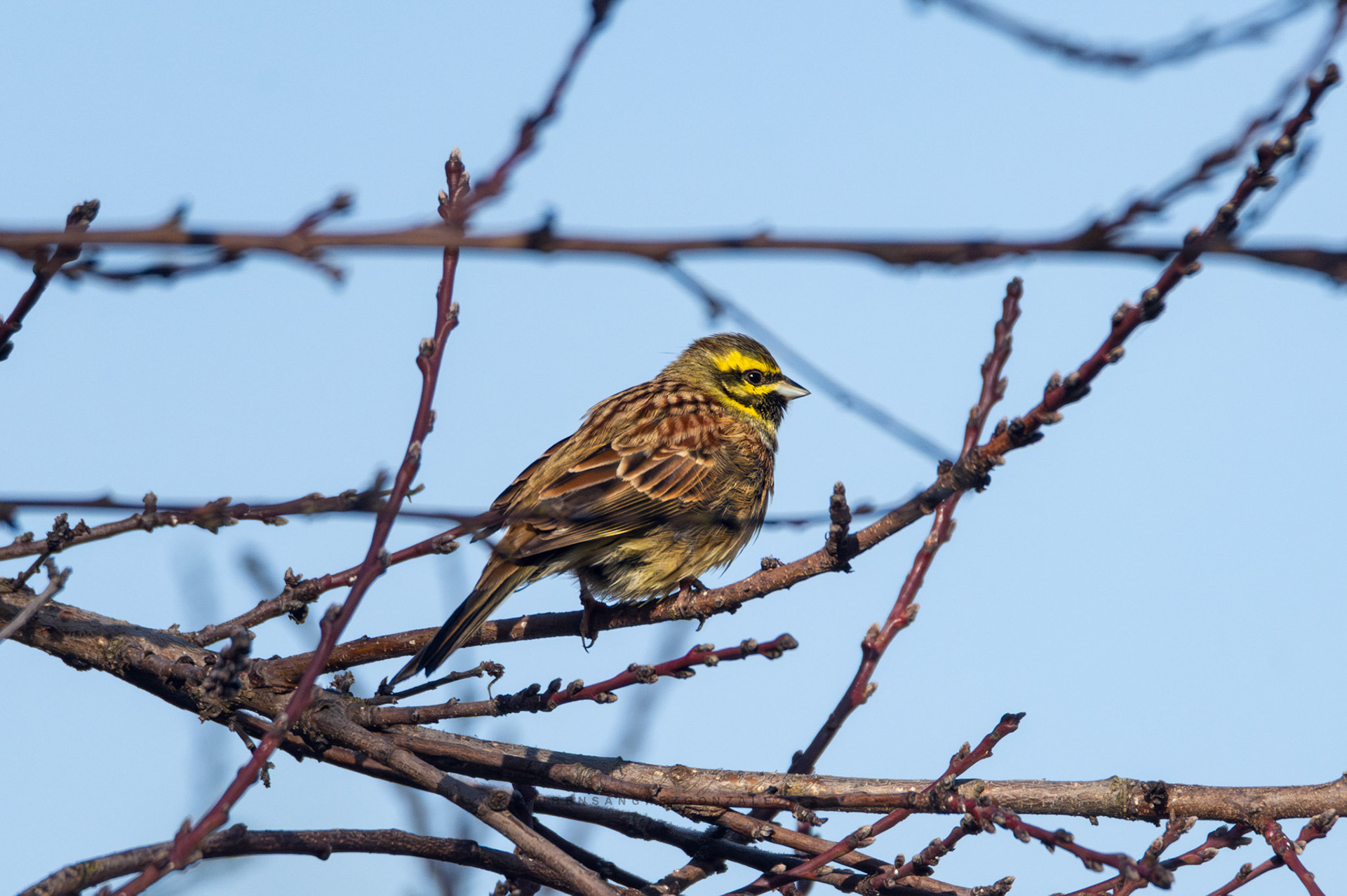 Escribano soteño o Emberiza cirlus - Aves