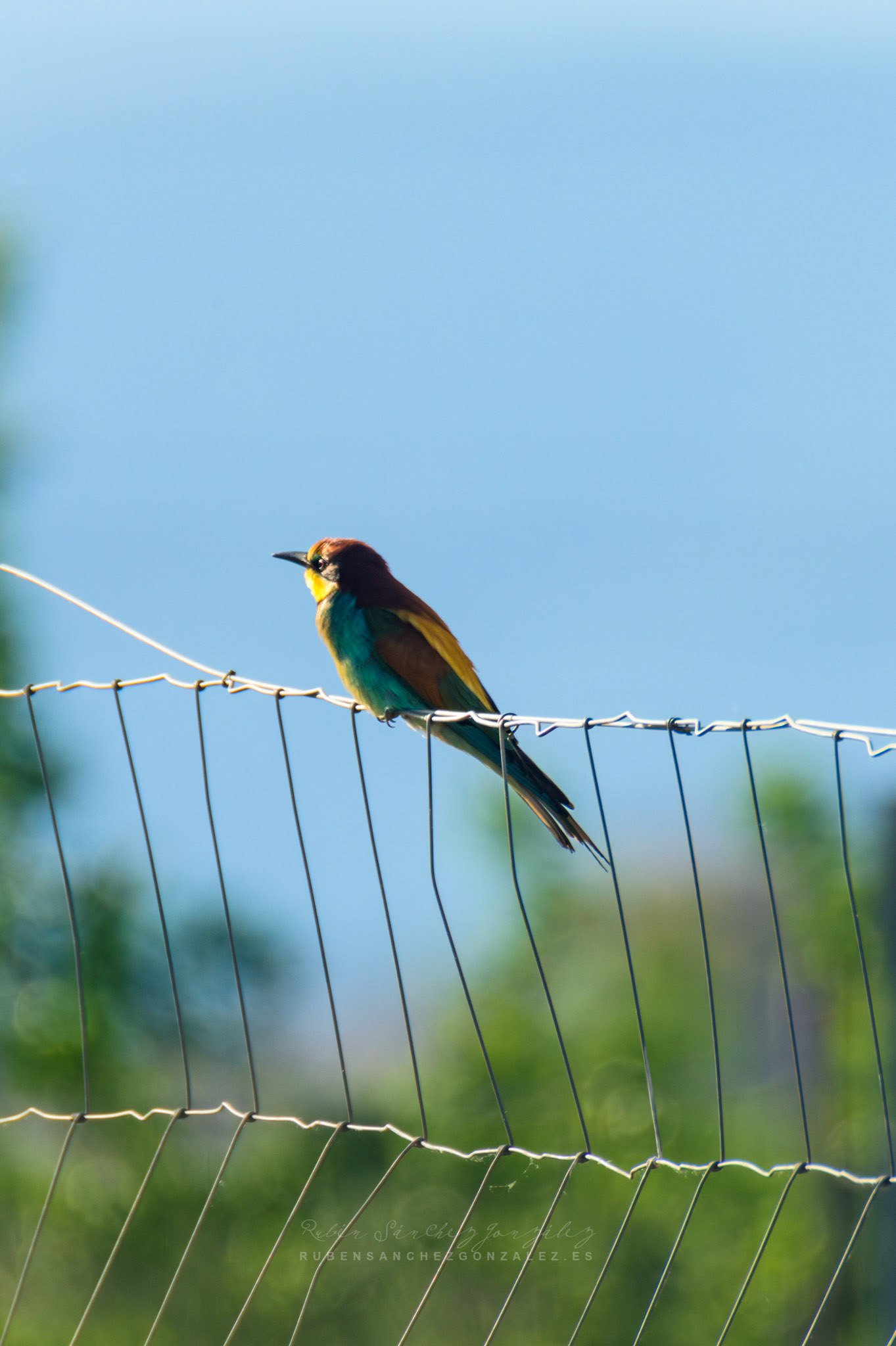 Abejaruco o Merops apiaster - Aves