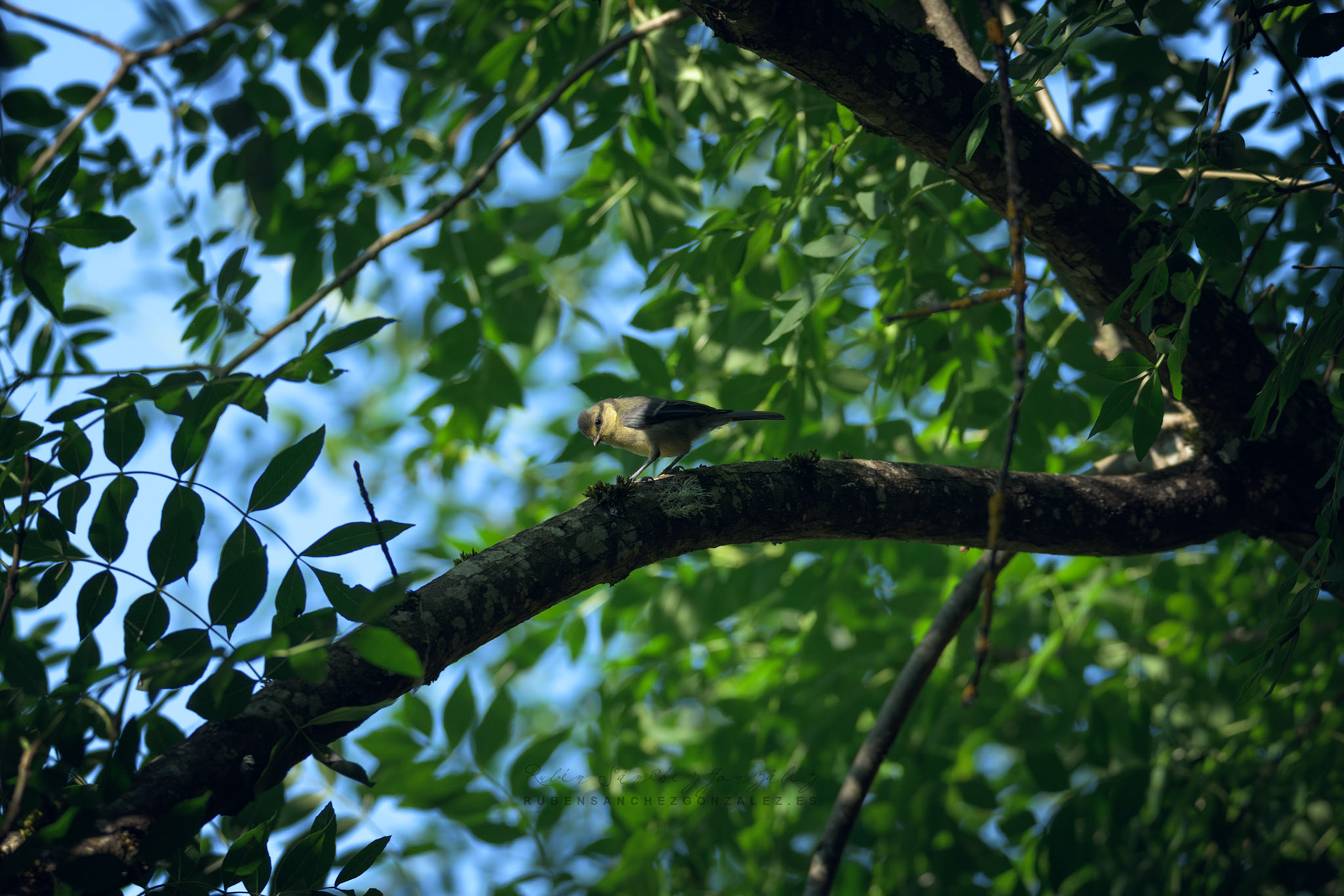 Herrerillo común o Cyanistes caeruleus - Aves