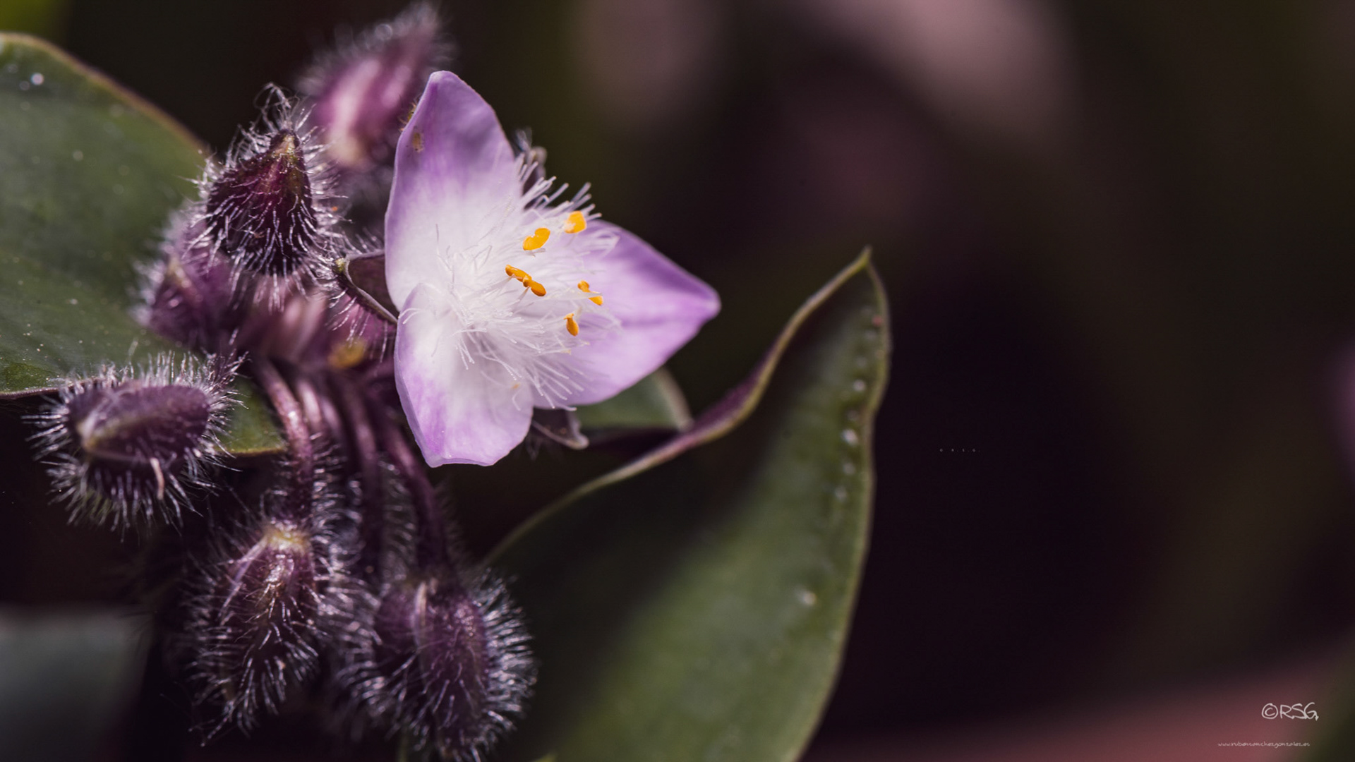 Tradescandia Pallida - Macro