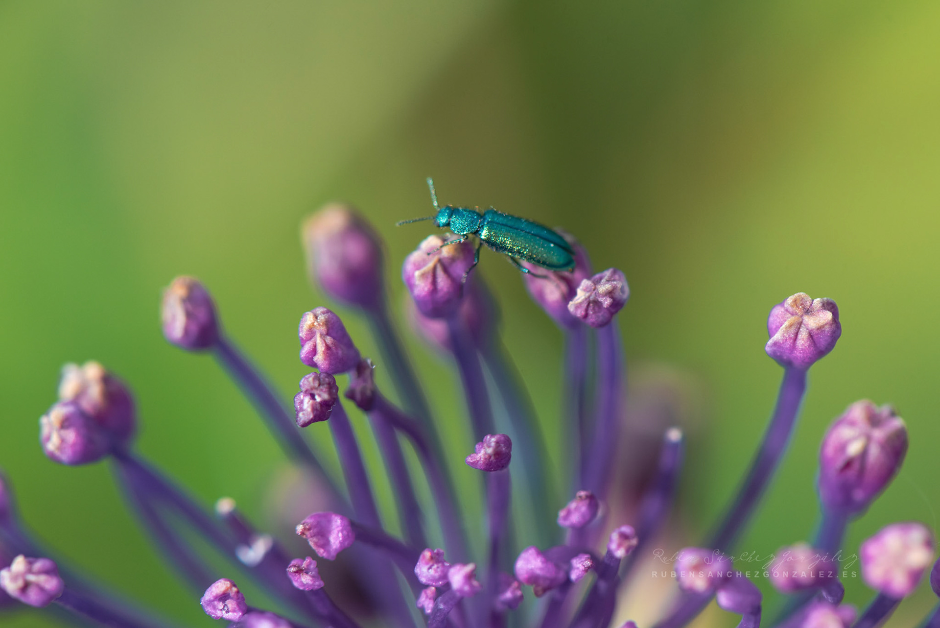 Malachius Bipustulatus - Macro