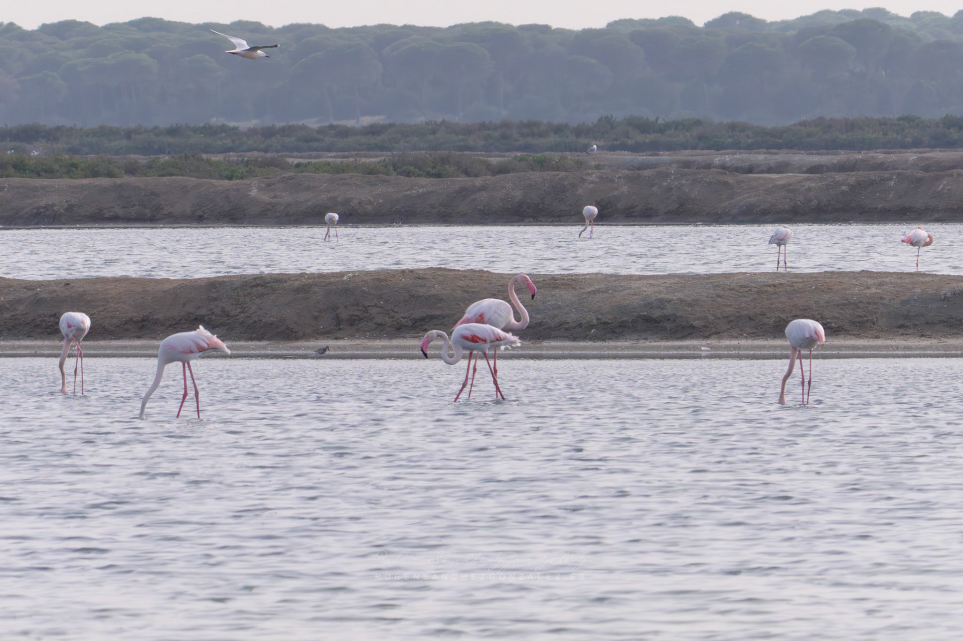 Flamenco o Phoenicopterus roseus - Aves