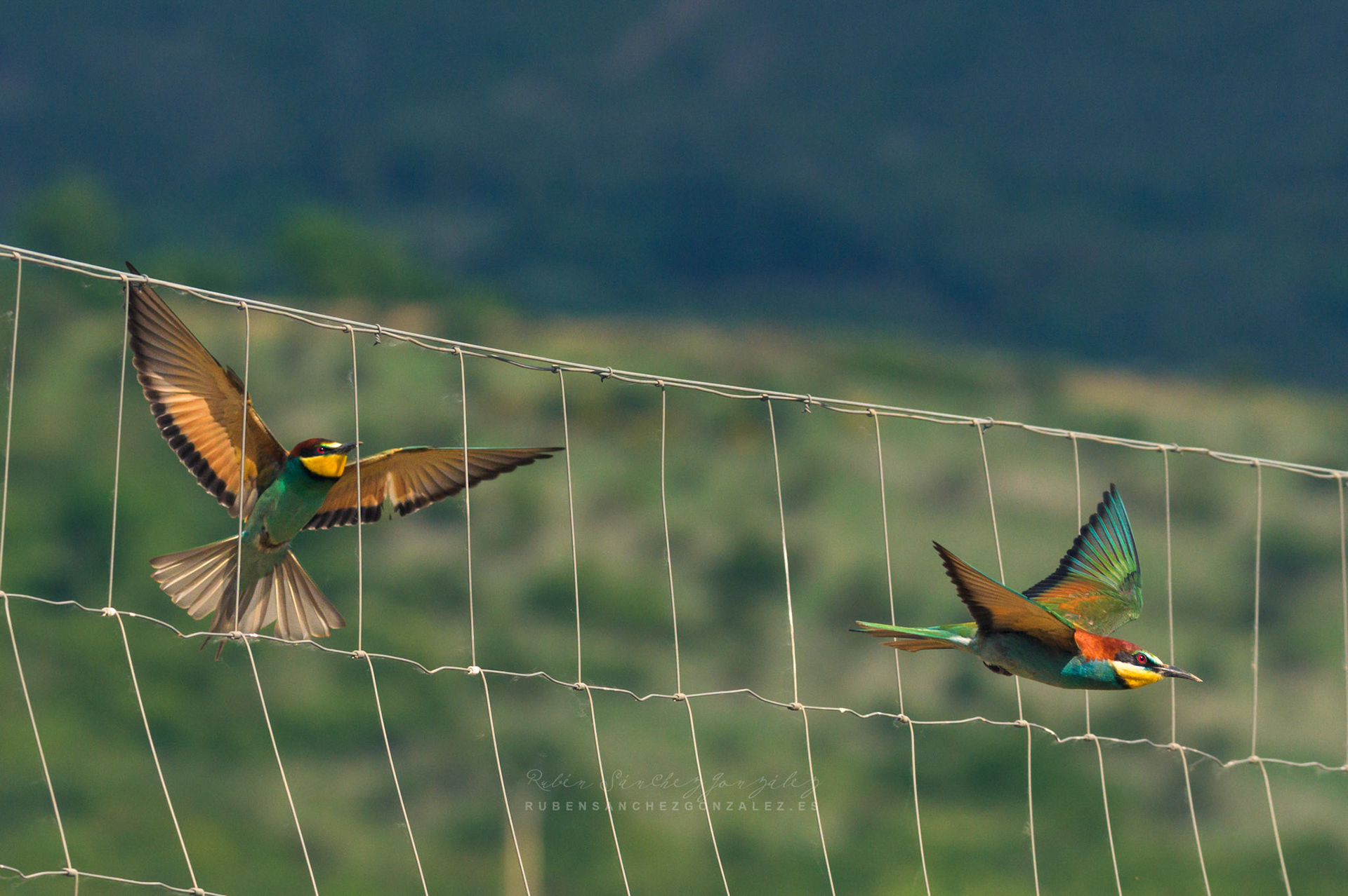 Abejaruco o Merops apiaster - Aves