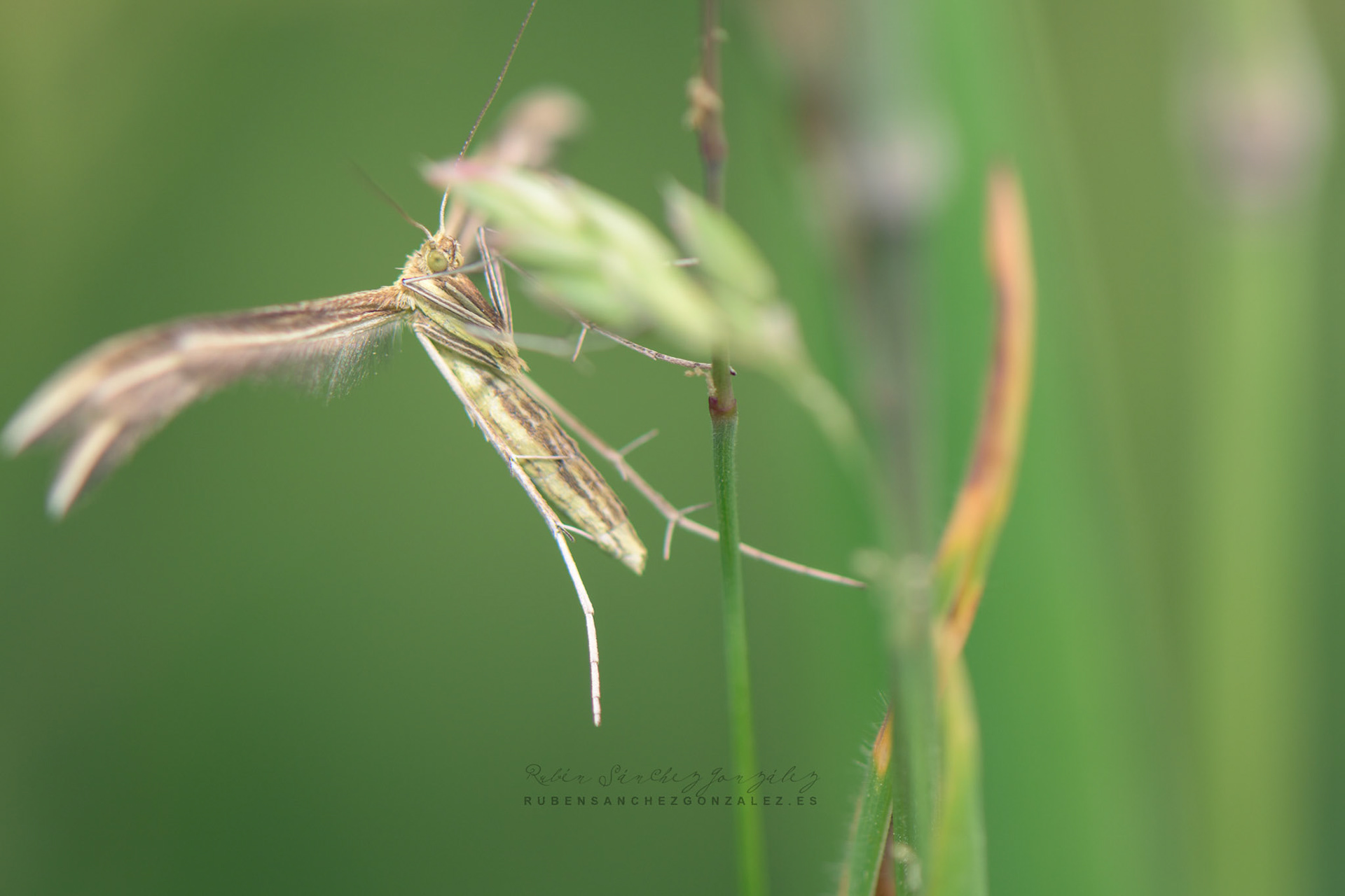 Polilla o Calyciphora nephelodactyla - Macro