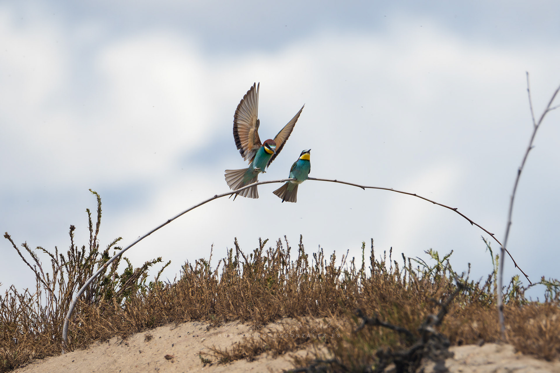 Abejaruco o Merops apiaster - Aves