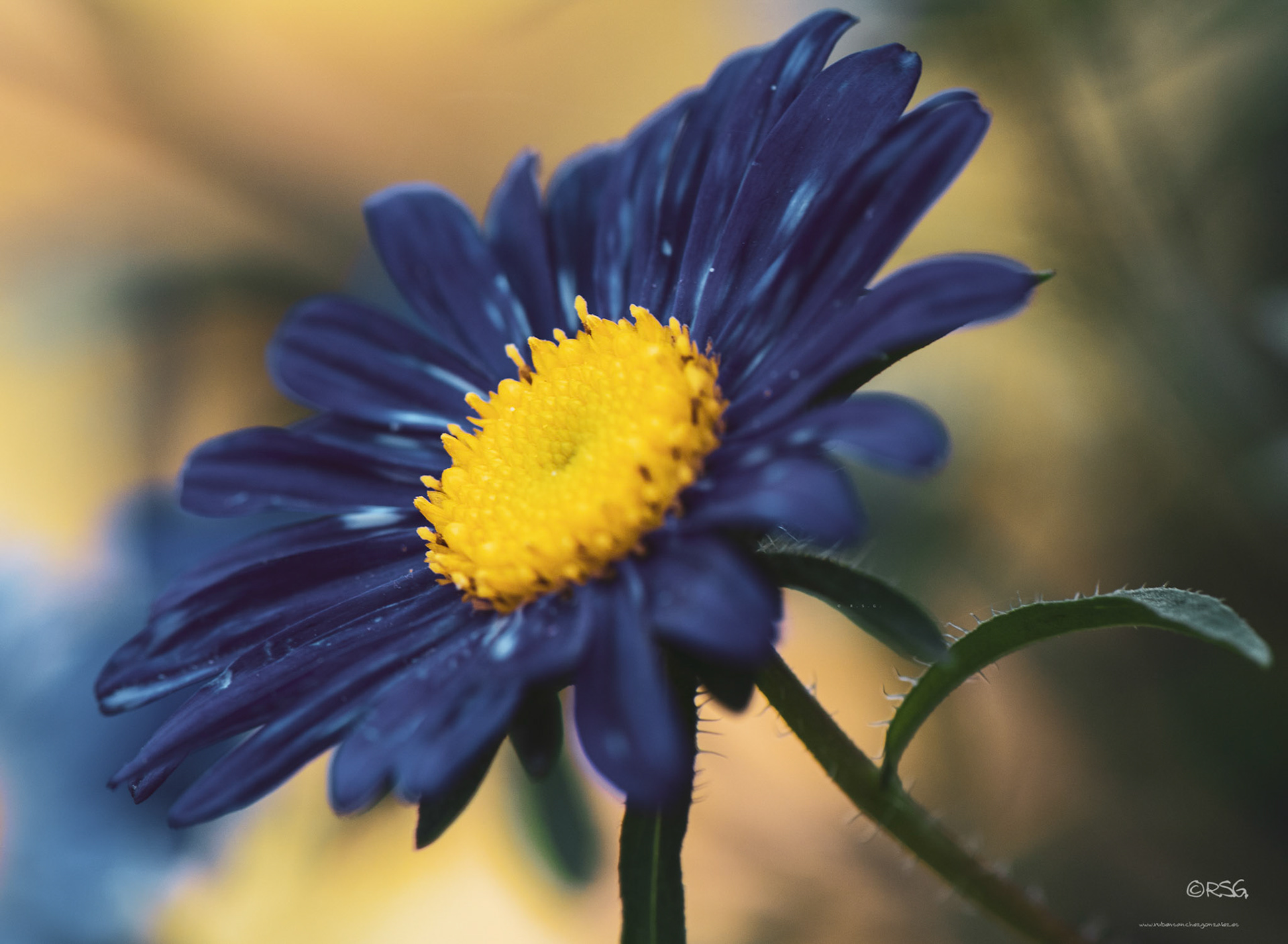 Margarita Azul - Macro