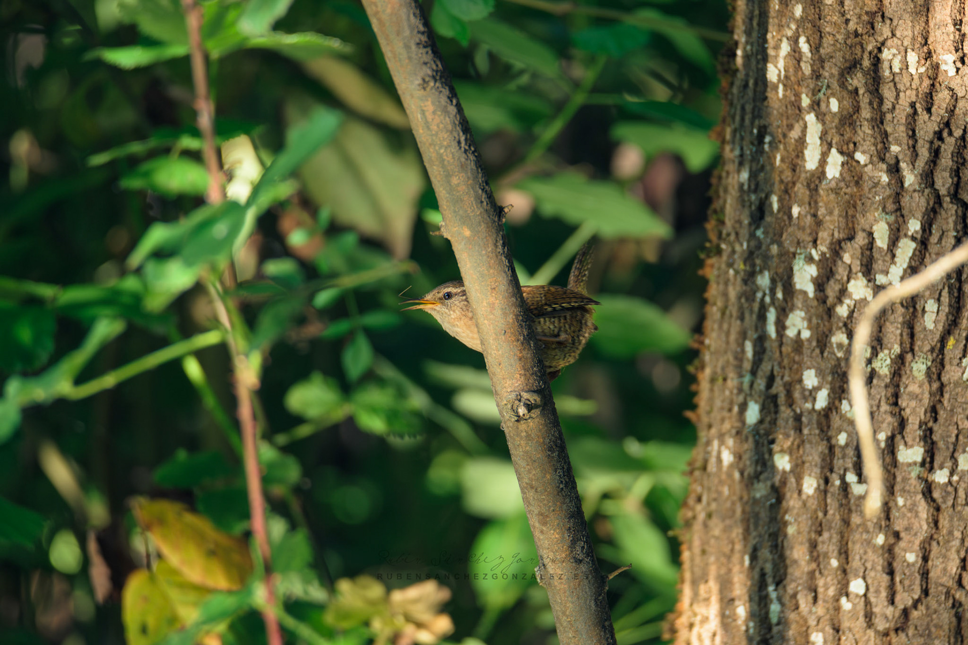 Chochín comun o Troglodytes troglodytes - Aves
