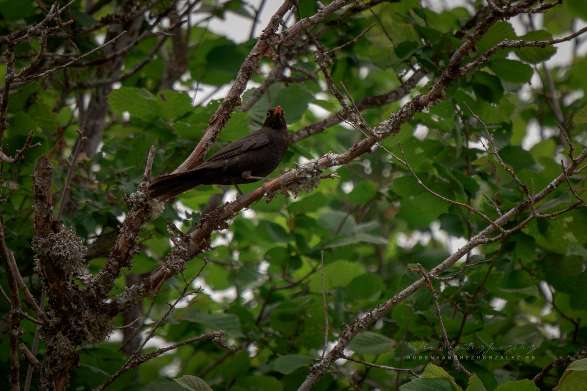 Mirlo común o Turdus merula - Aves