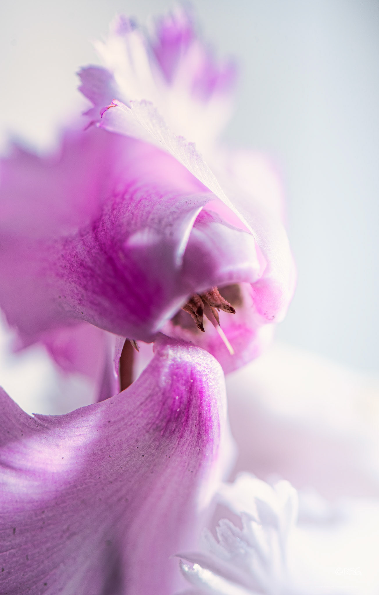 Cyclamen - Macro.