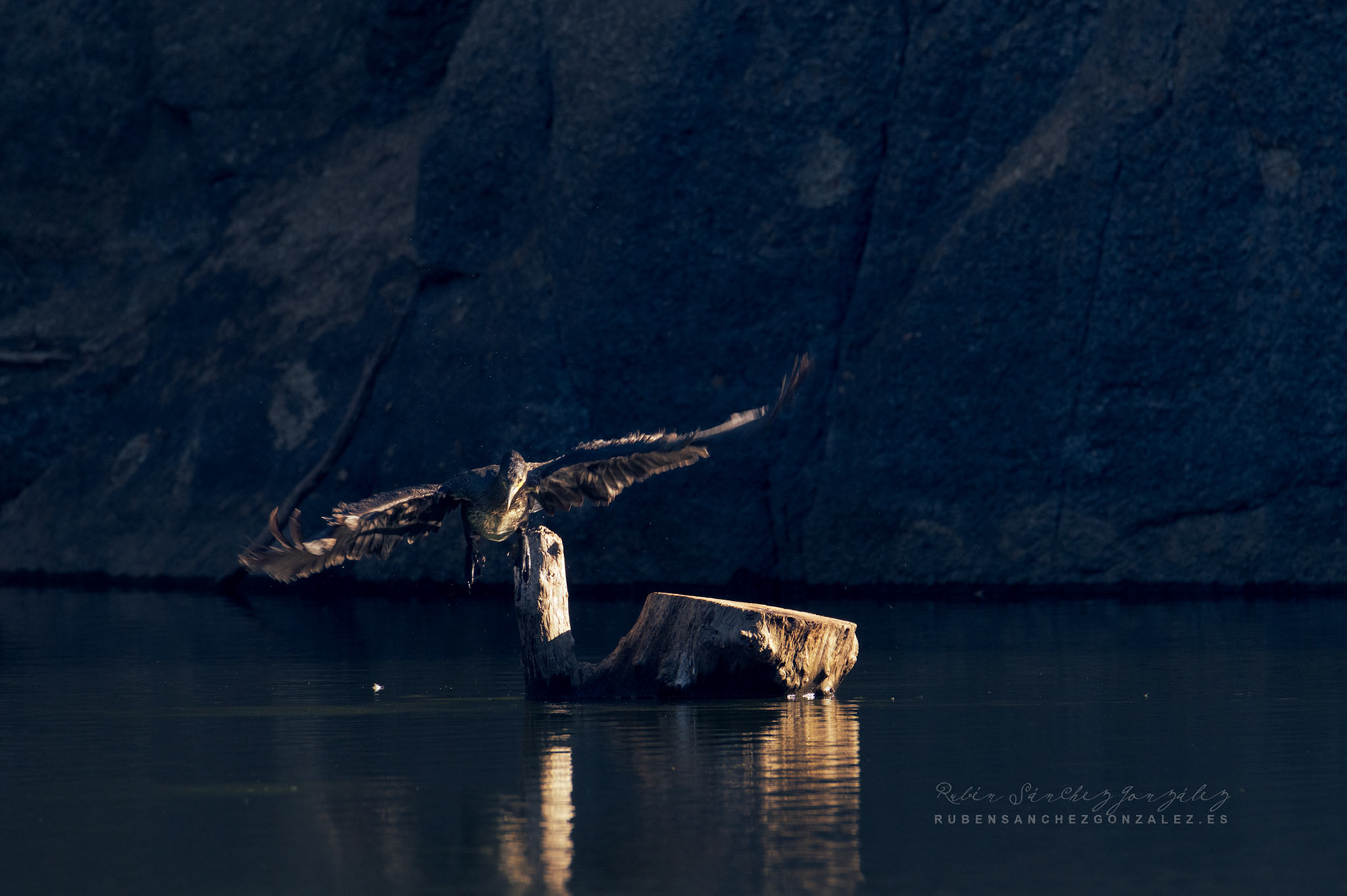 Cormoran o Phalacrocorax carbo - Aves