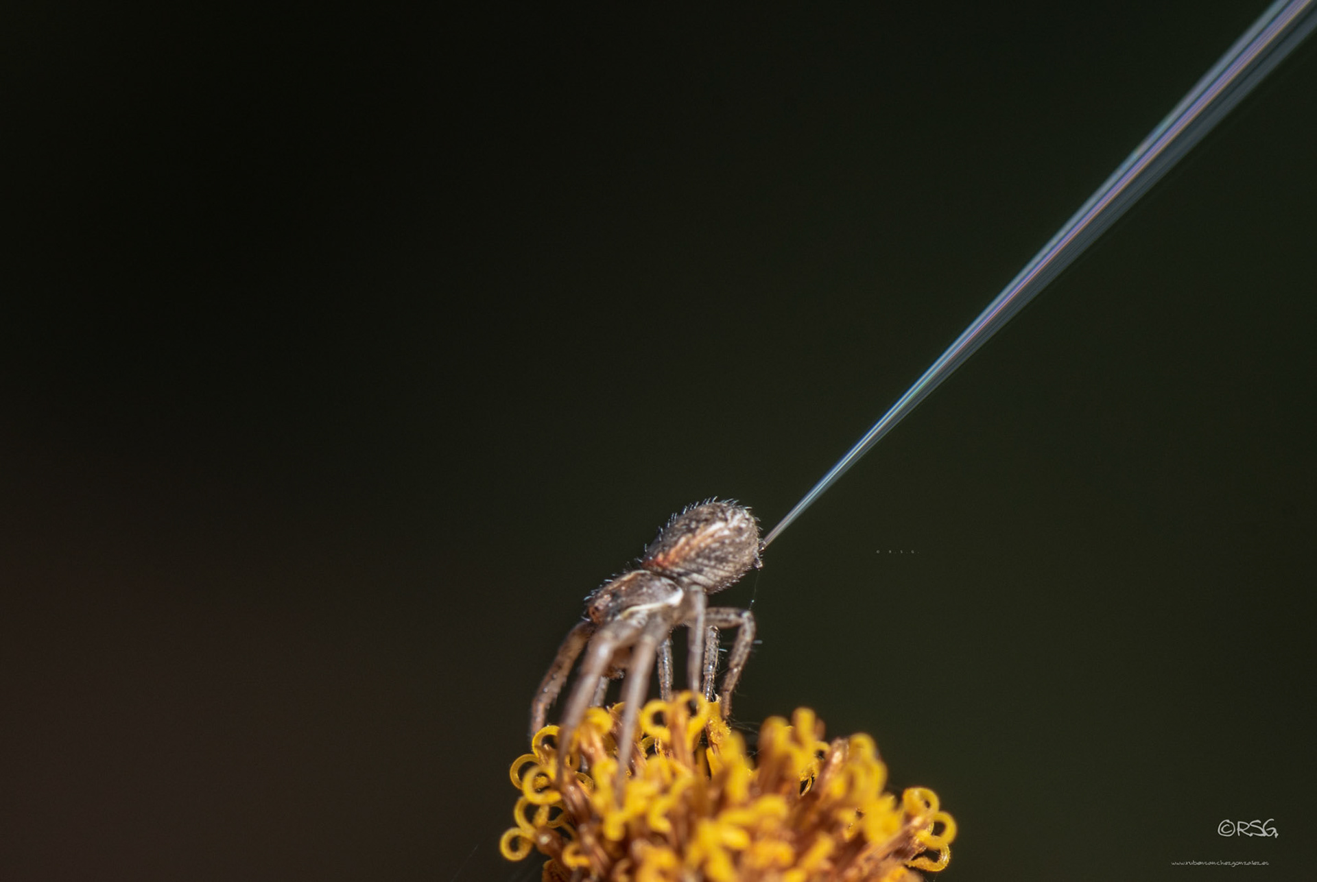 Araña - Macro