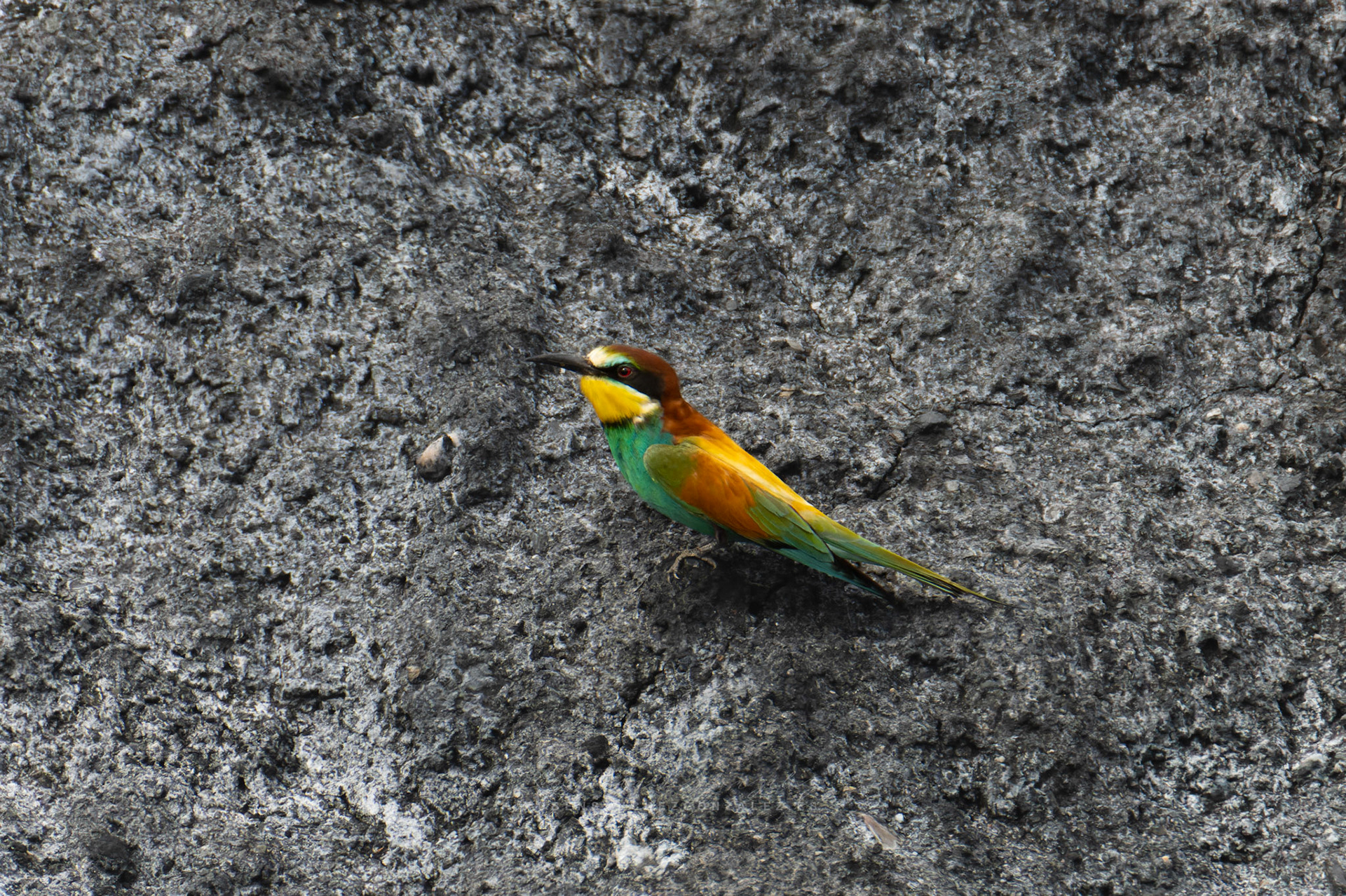 Abejaruco o Merops apiaster - Aves
