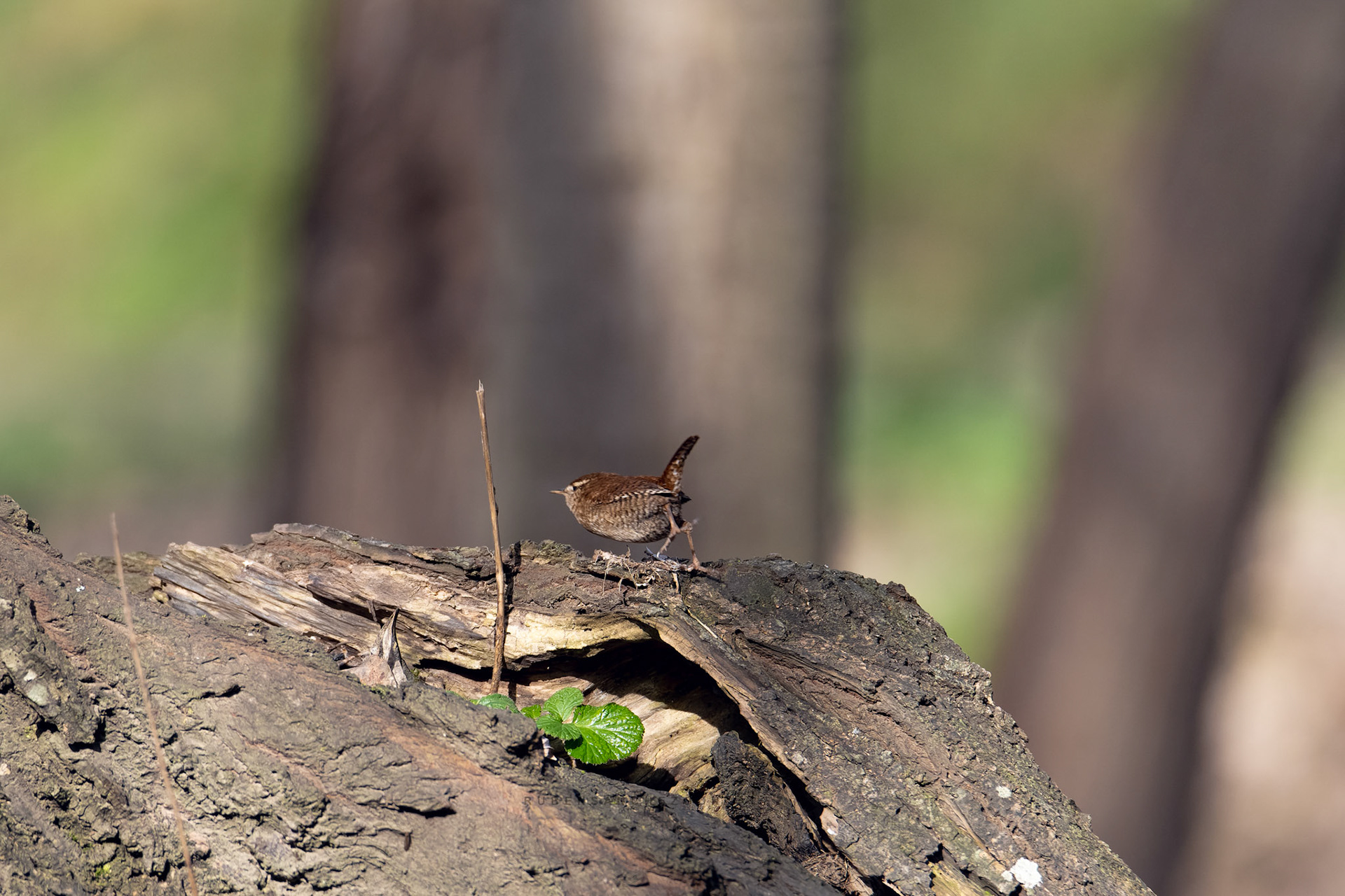 Chochín o Troglodytes troglodytes - Aves