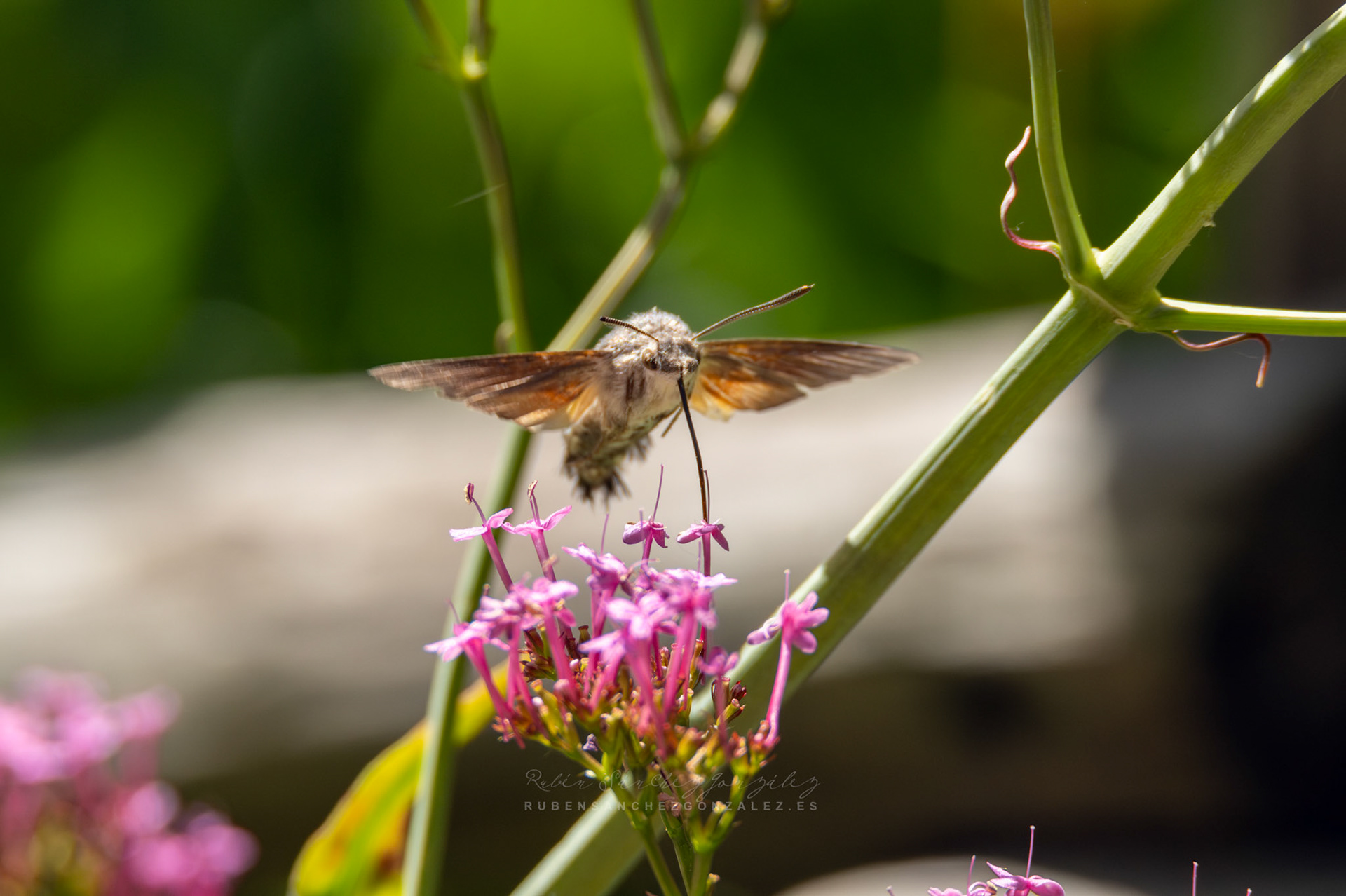 Esfinge Colibrí o Macroglossum Stellatarum - Macro