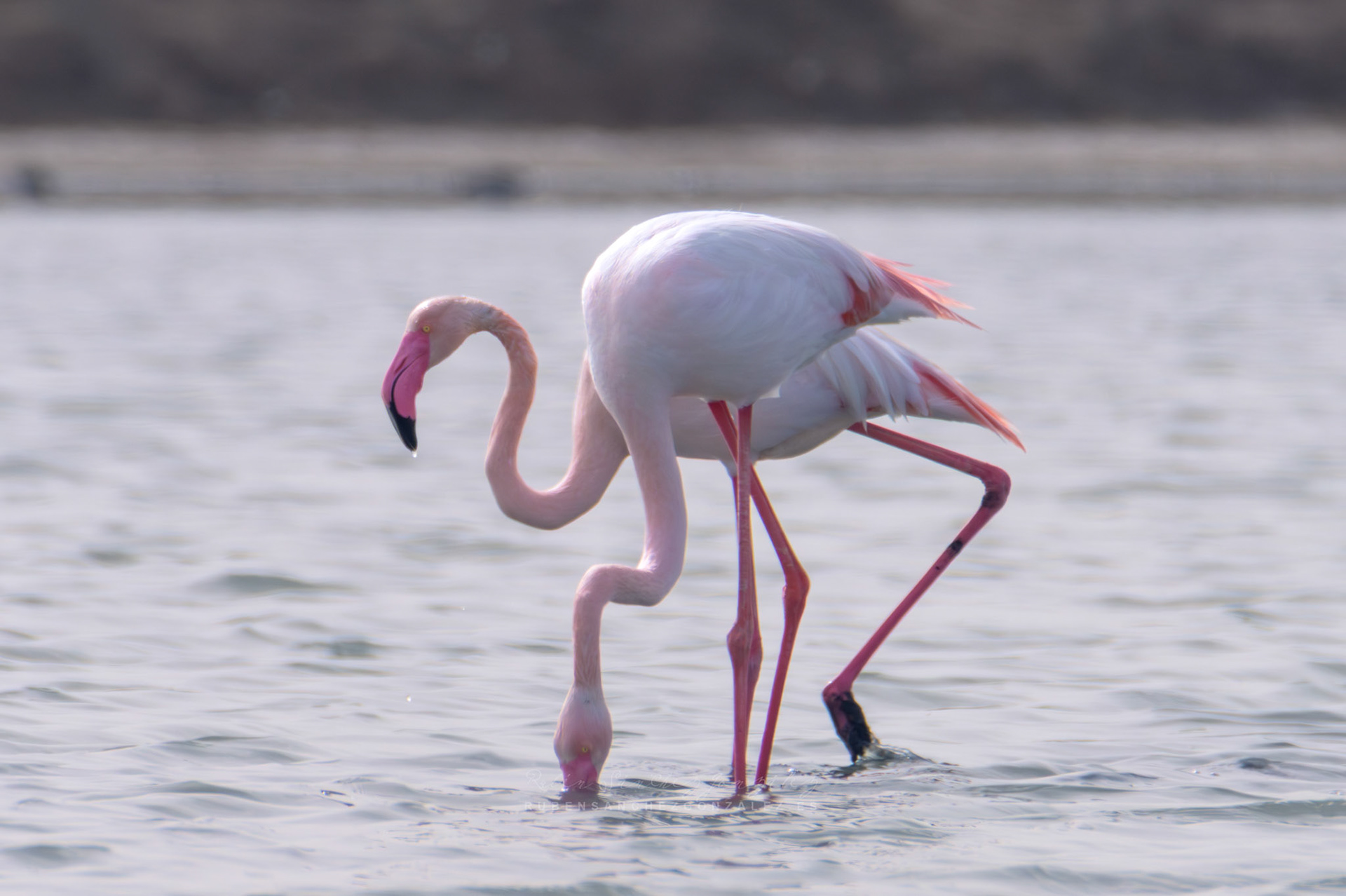 Flamenco o Phoenicopterus roseus - Aves