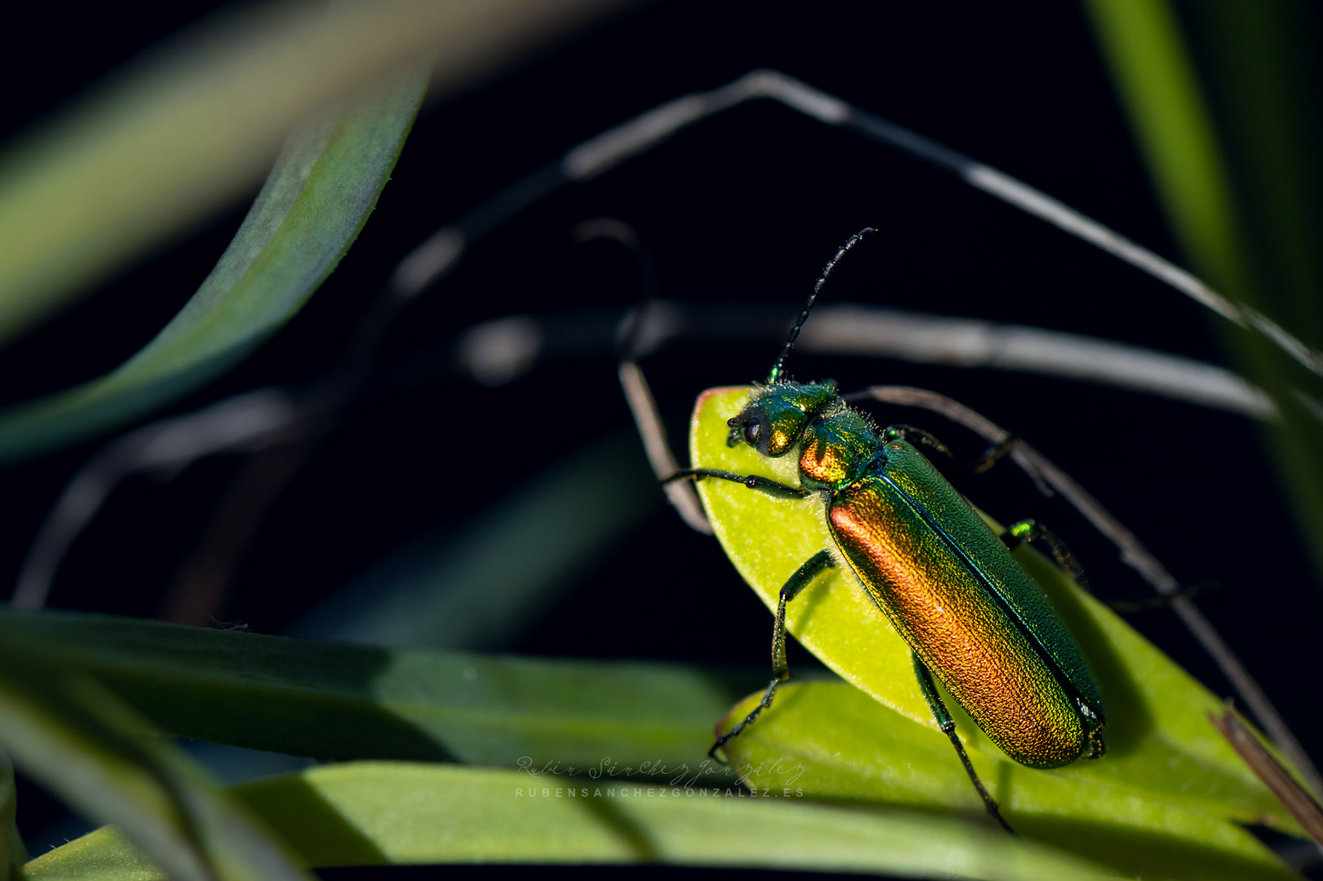 Cantárida medicinal o Lytta vesicatoria - Macro