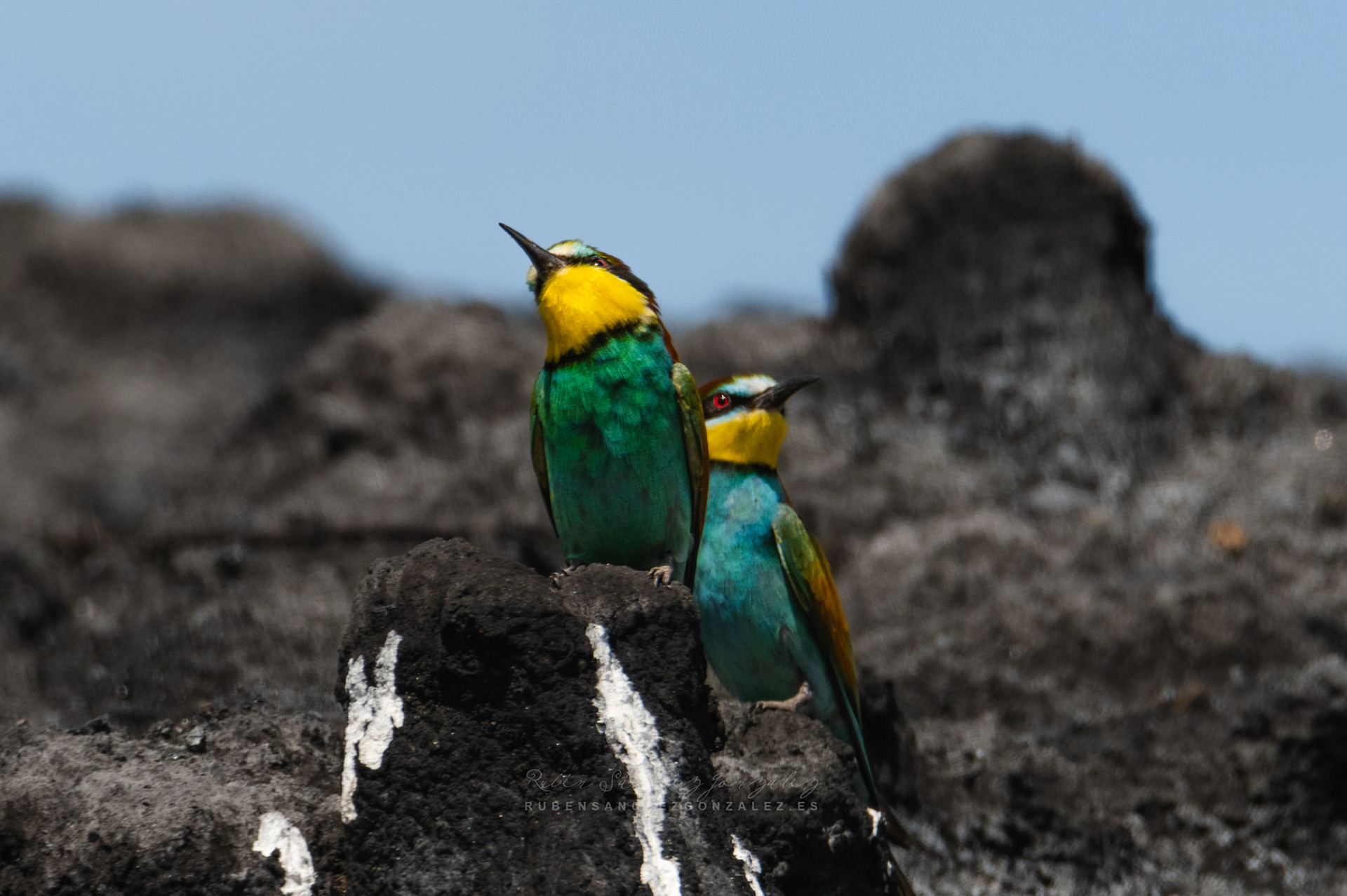 Abejaruco o Merops apiaster - Aves