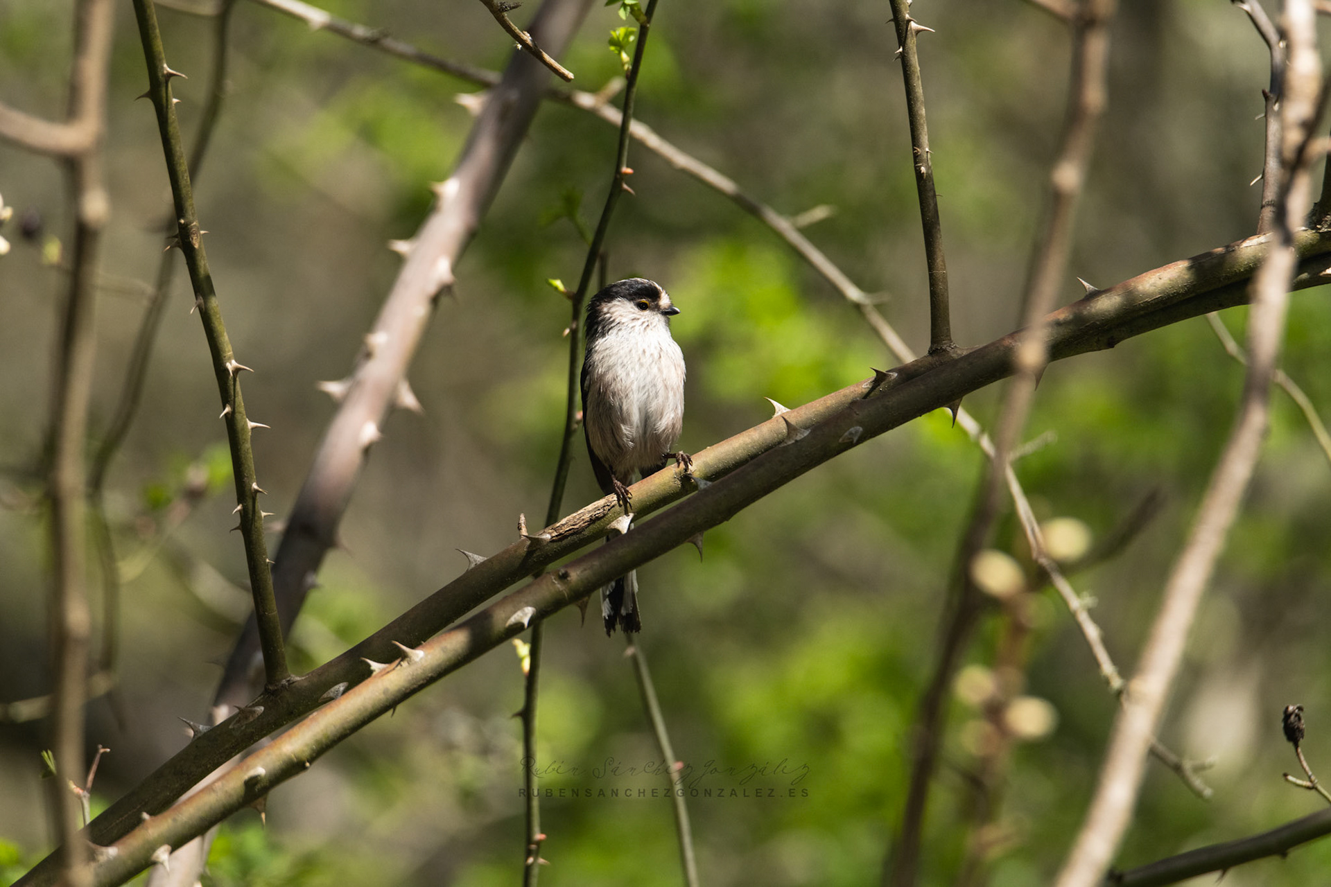 Mito Común o Aegithalos caudatus - Aves