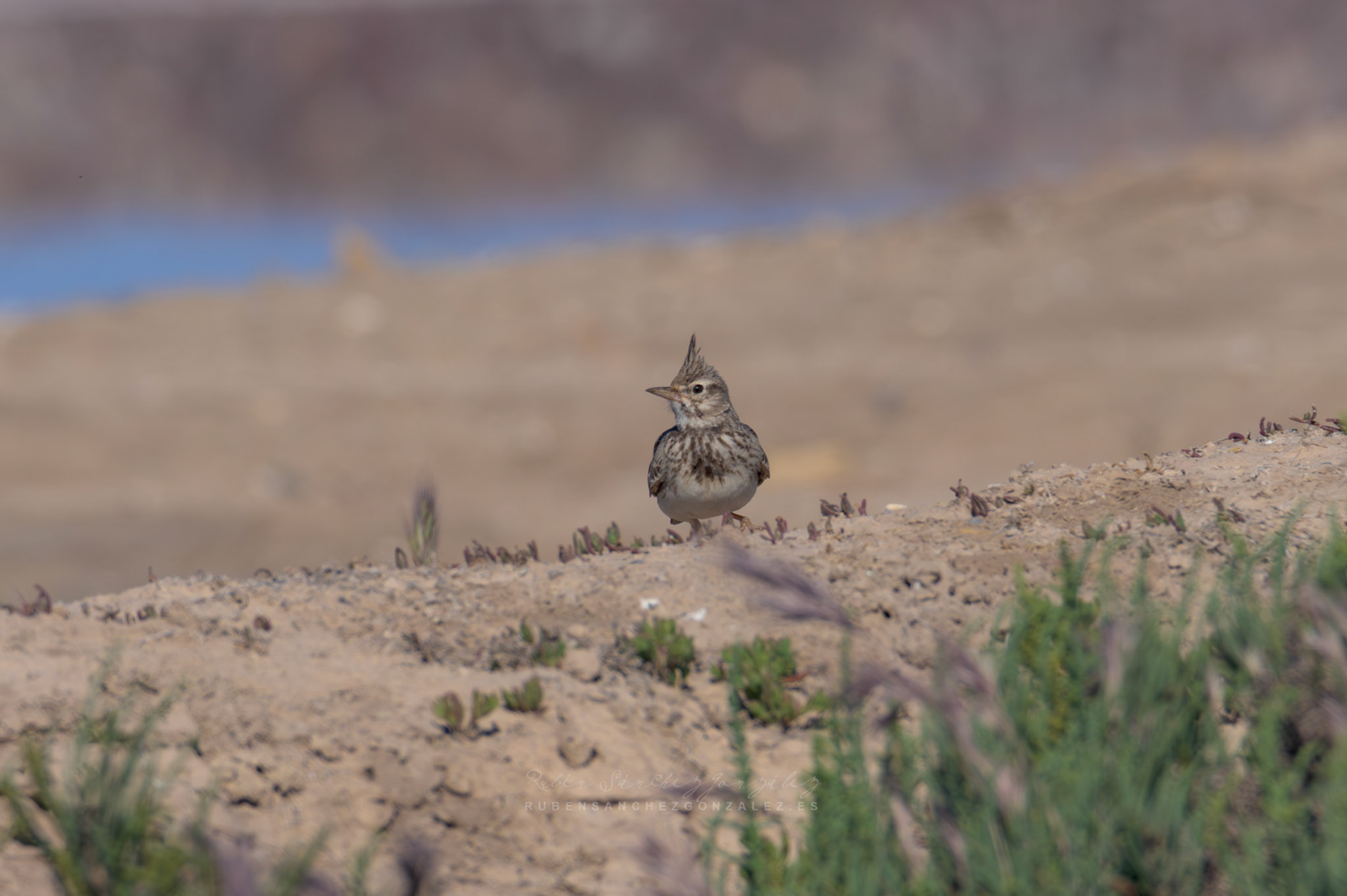 Cogujada común o Galerida cristata - Aves
