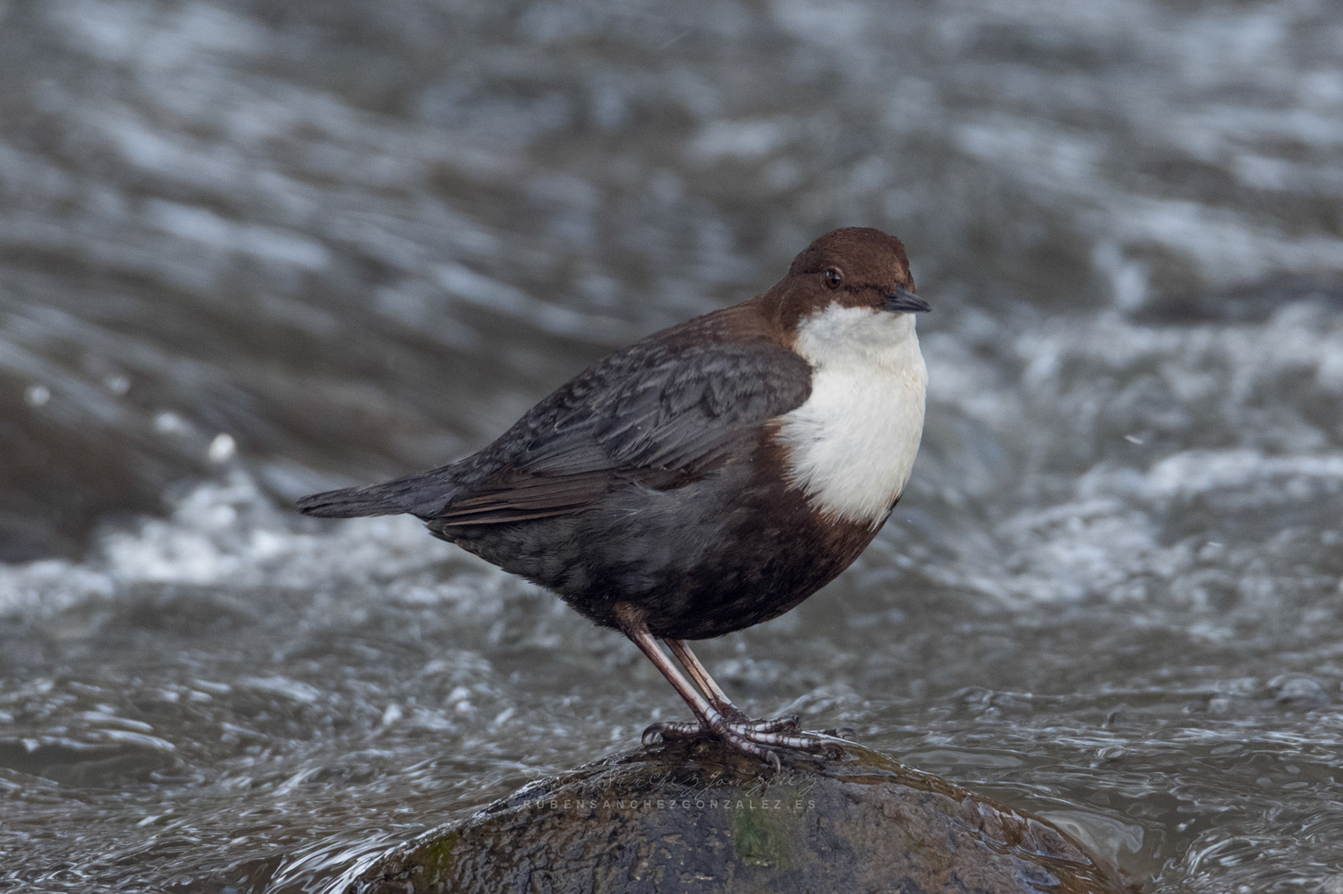Mirlo acuático - Cinclus cinclus  - Aves