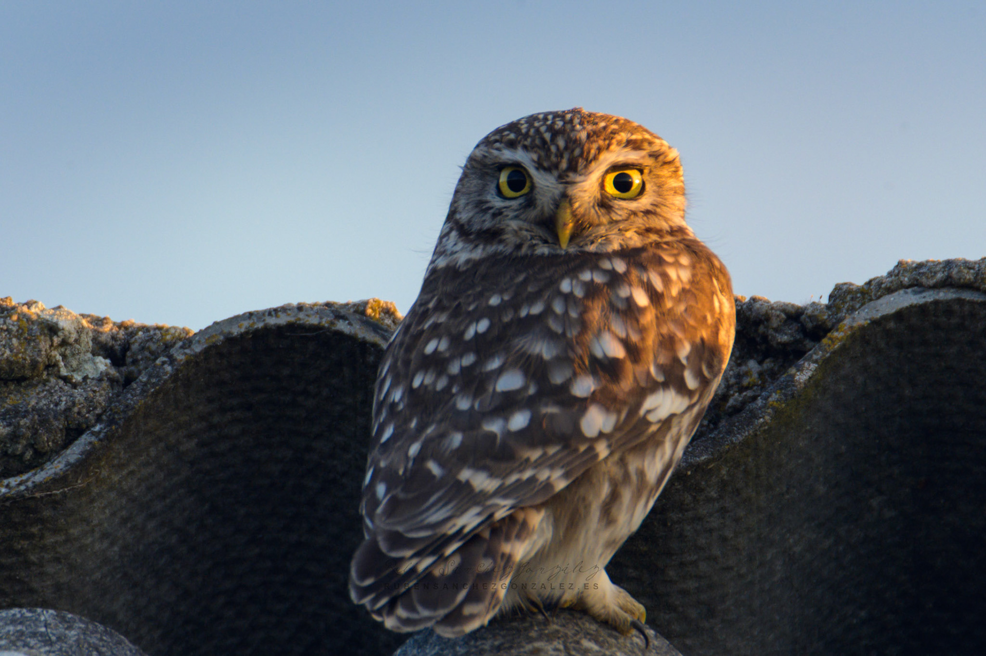 Mochuelo común o Athene noctua - Aves