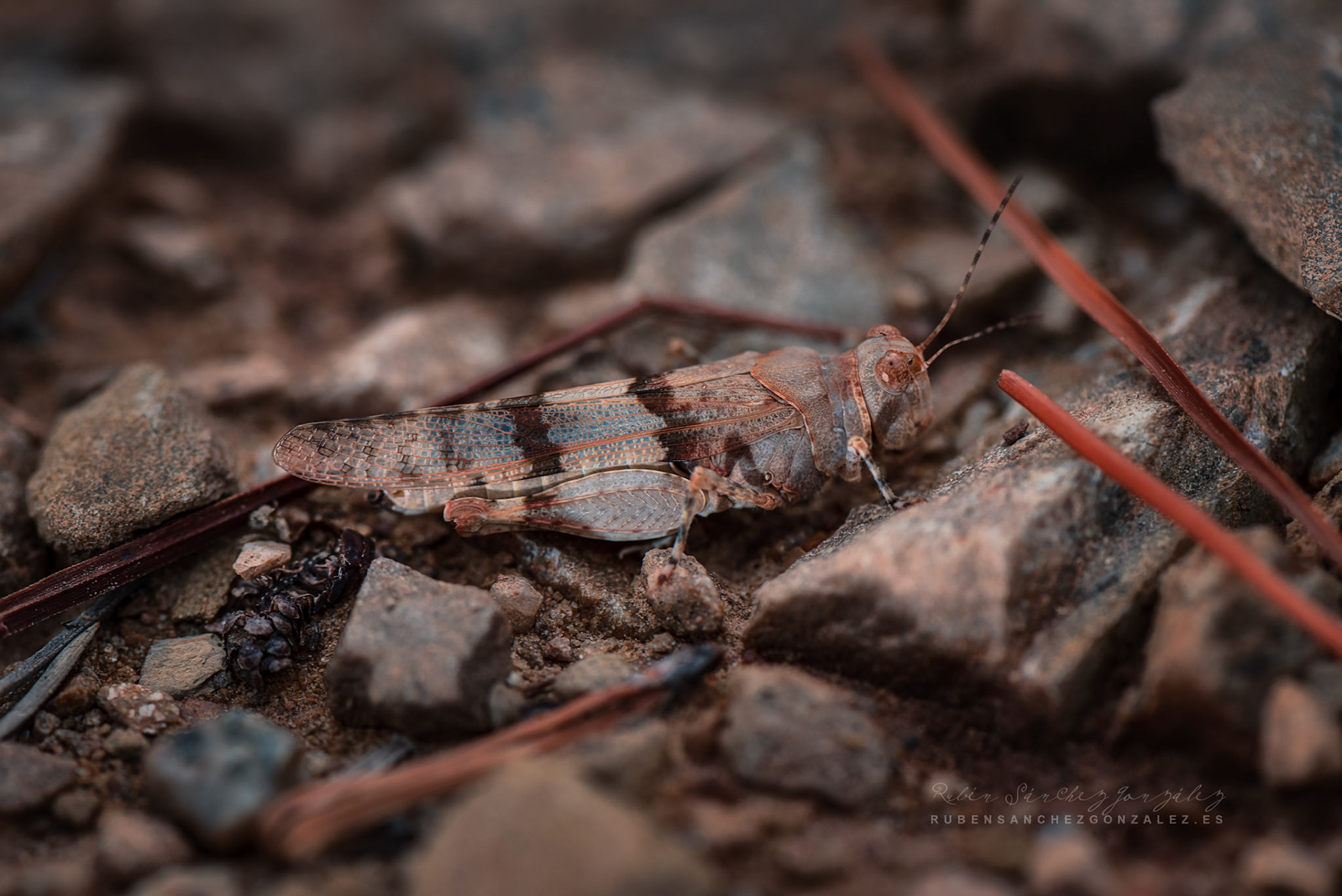 Saltamontes Oedipoda caerulescens - Macro