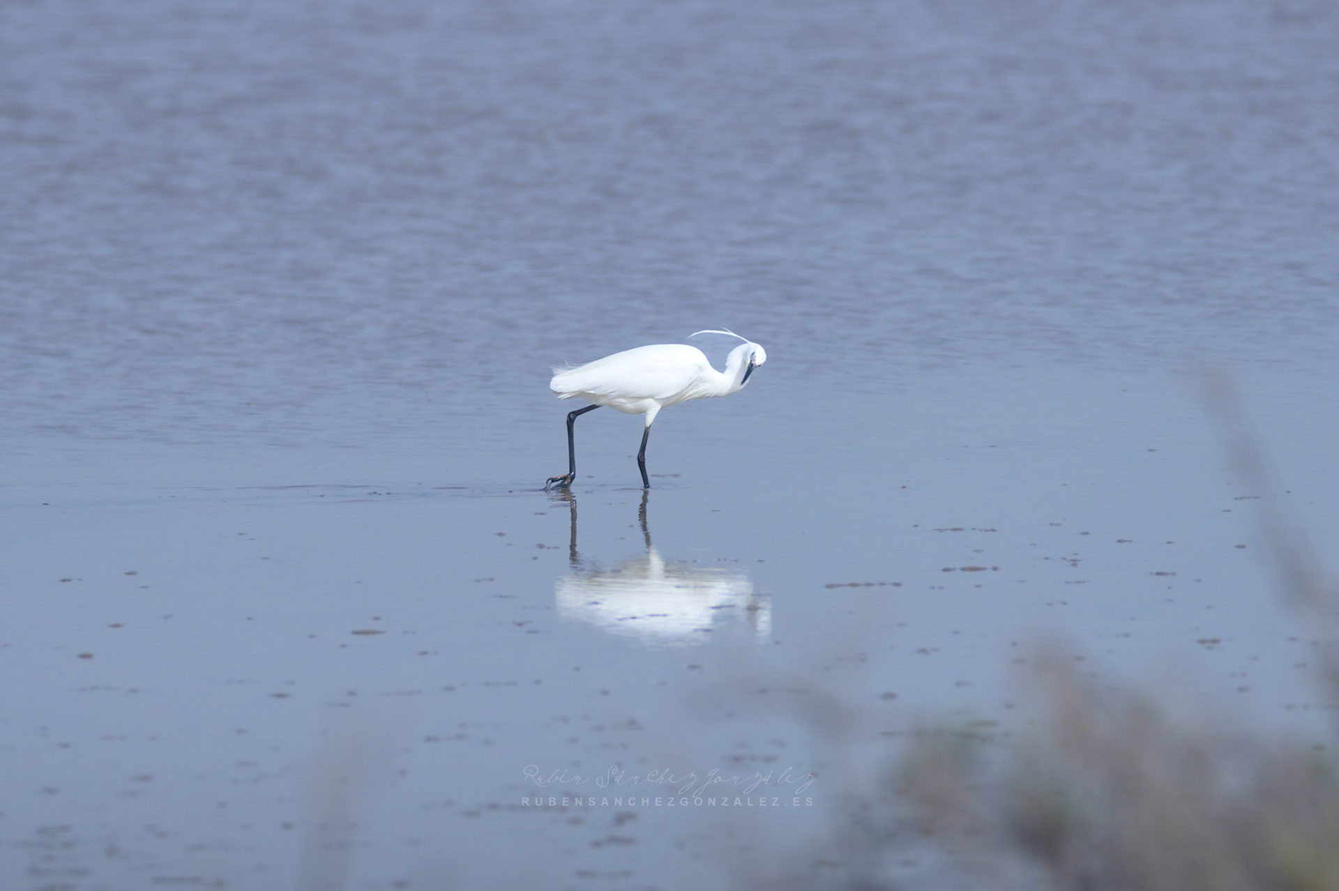 Garceta común o Egretta garzetta - Aves