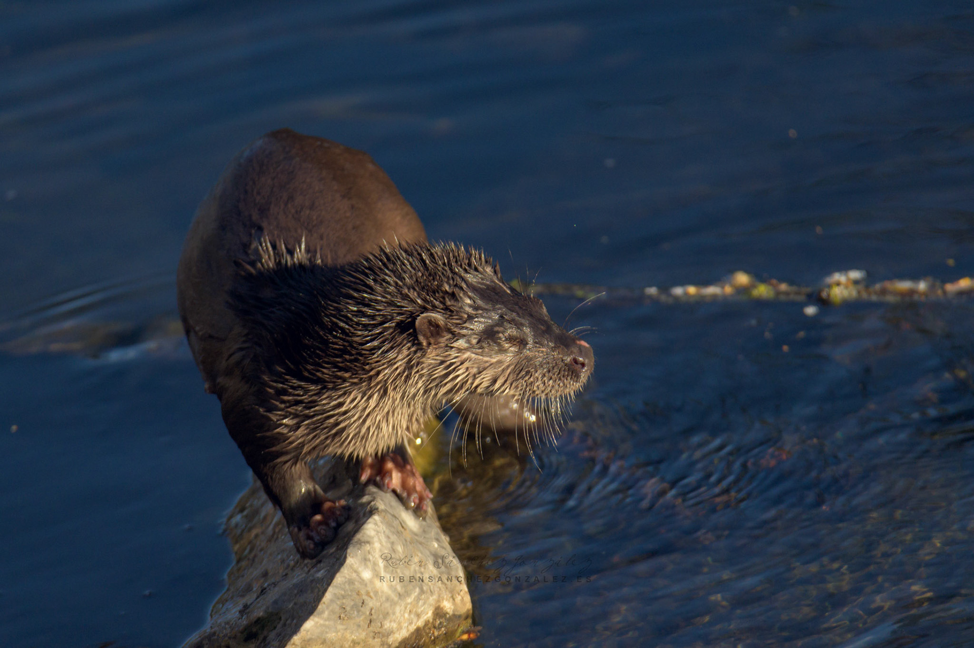 Nutria europea o Lutra lutra - Animales