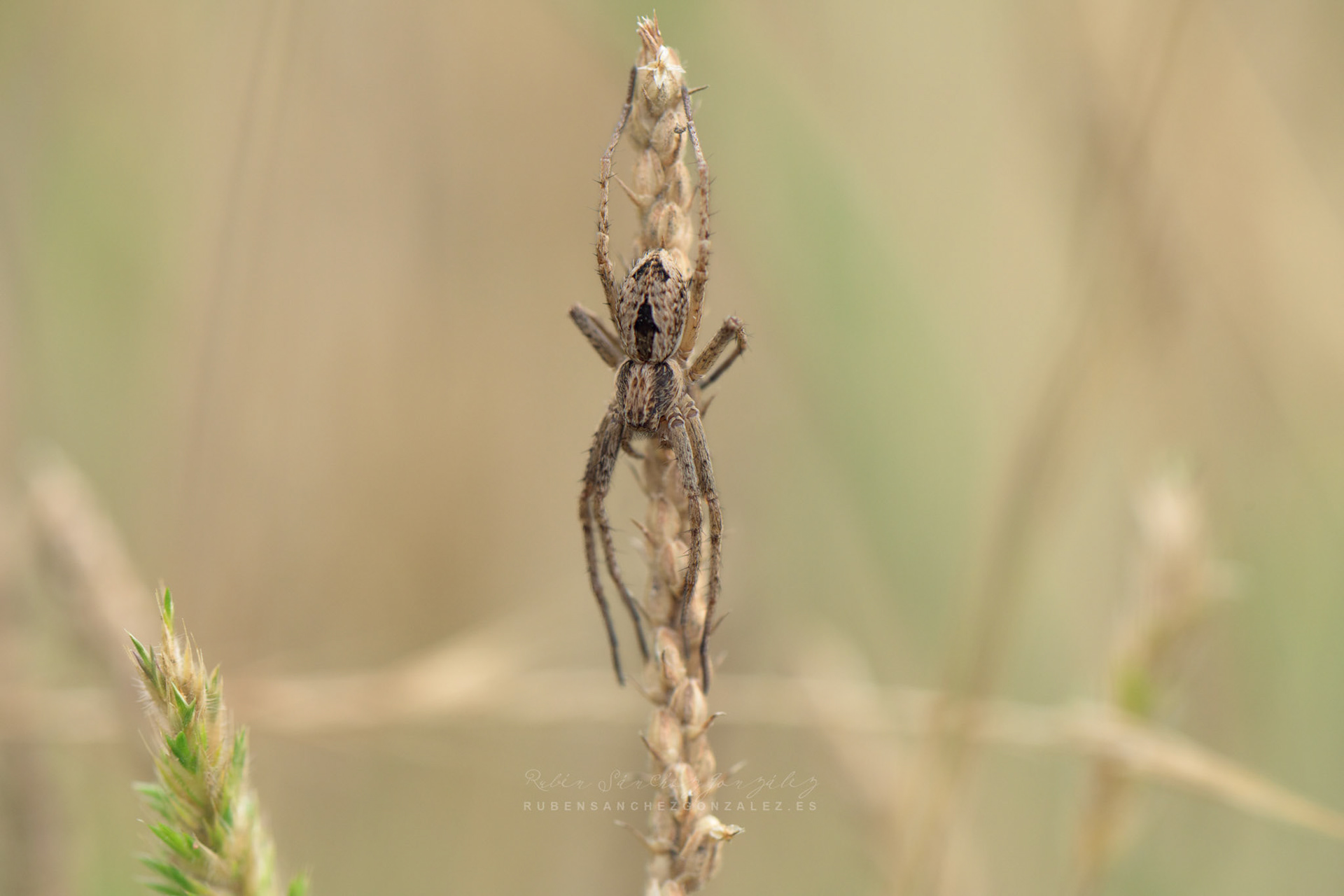 Araña  de campo o Cyrtophora citricola - Macro