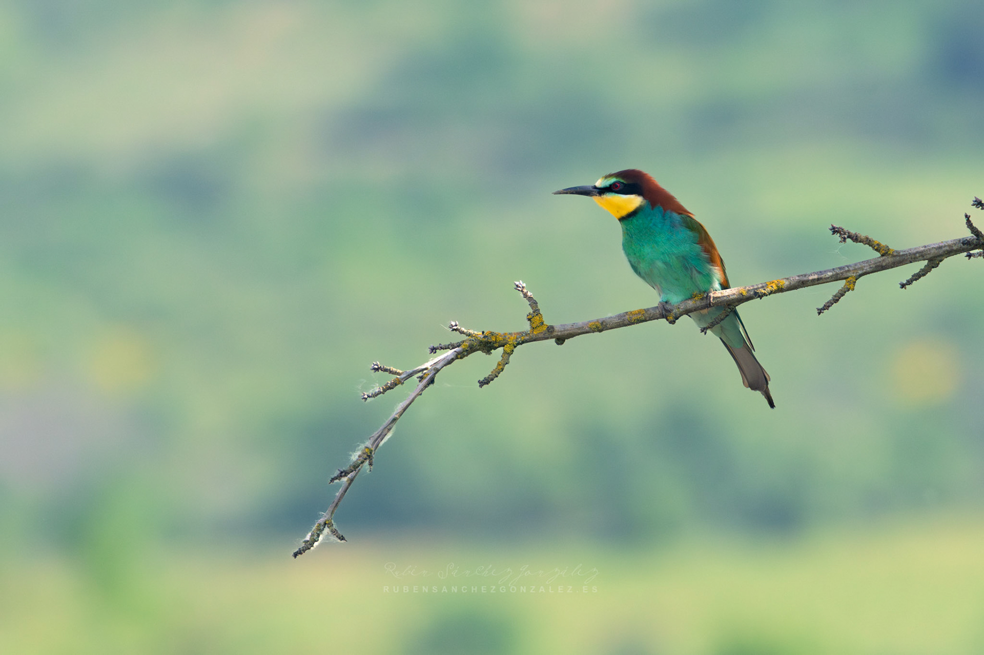 Abejaruco o Merops apiaster - Aves