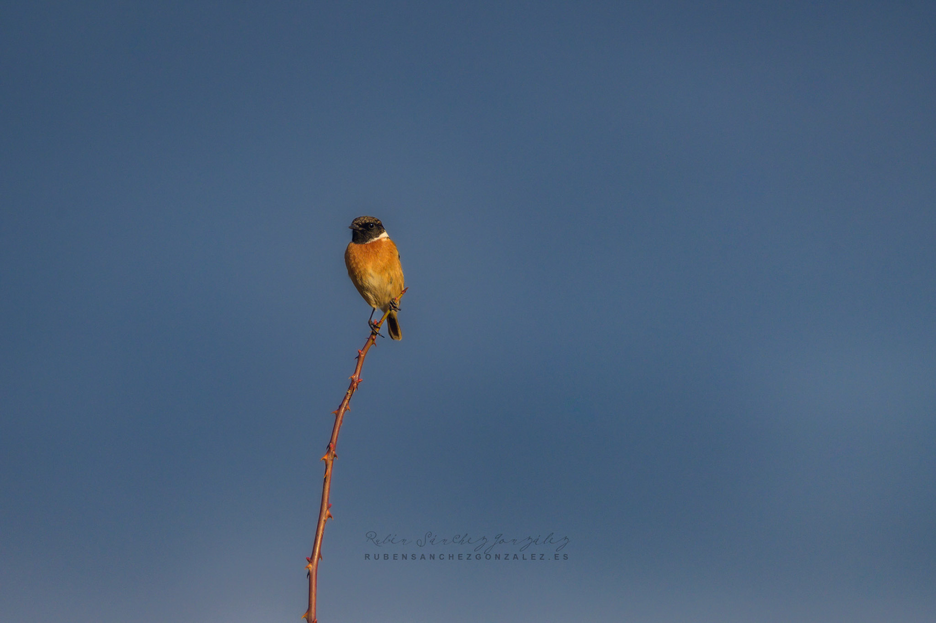 Tarabilla común o Saxicola rubicola - Aves