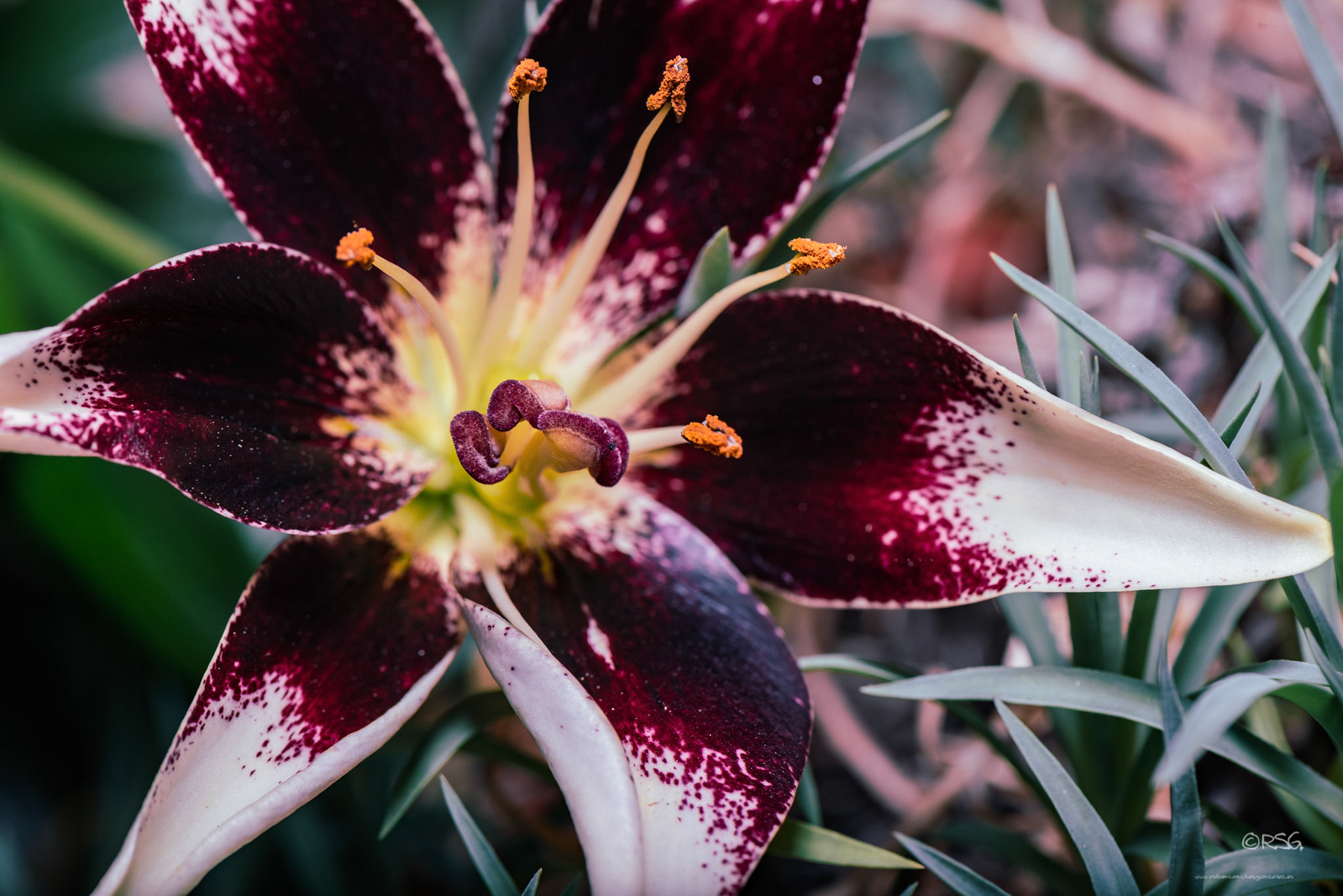 Lilium Netty's Pride - Macro