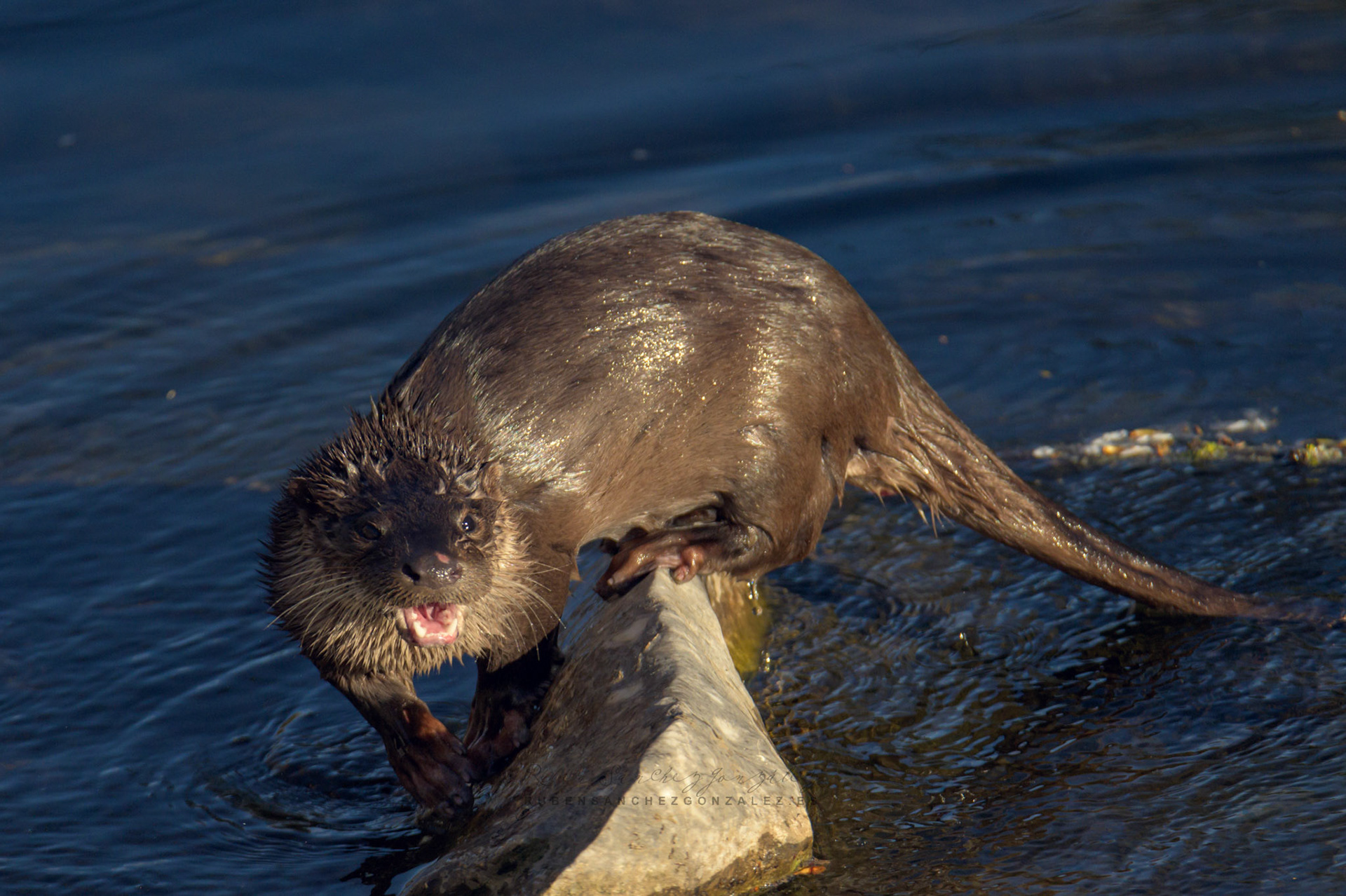 Nutria europea o Lutra lutra - Animales