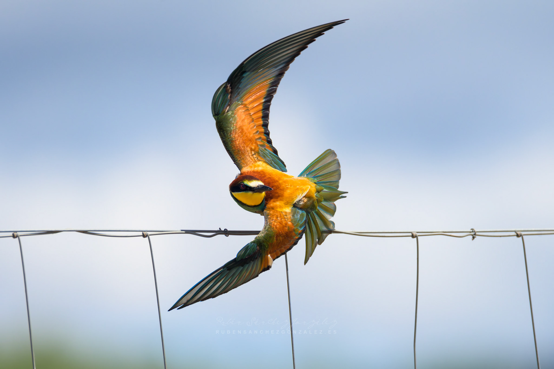 Abejaruco o Merops apiaster - Aves