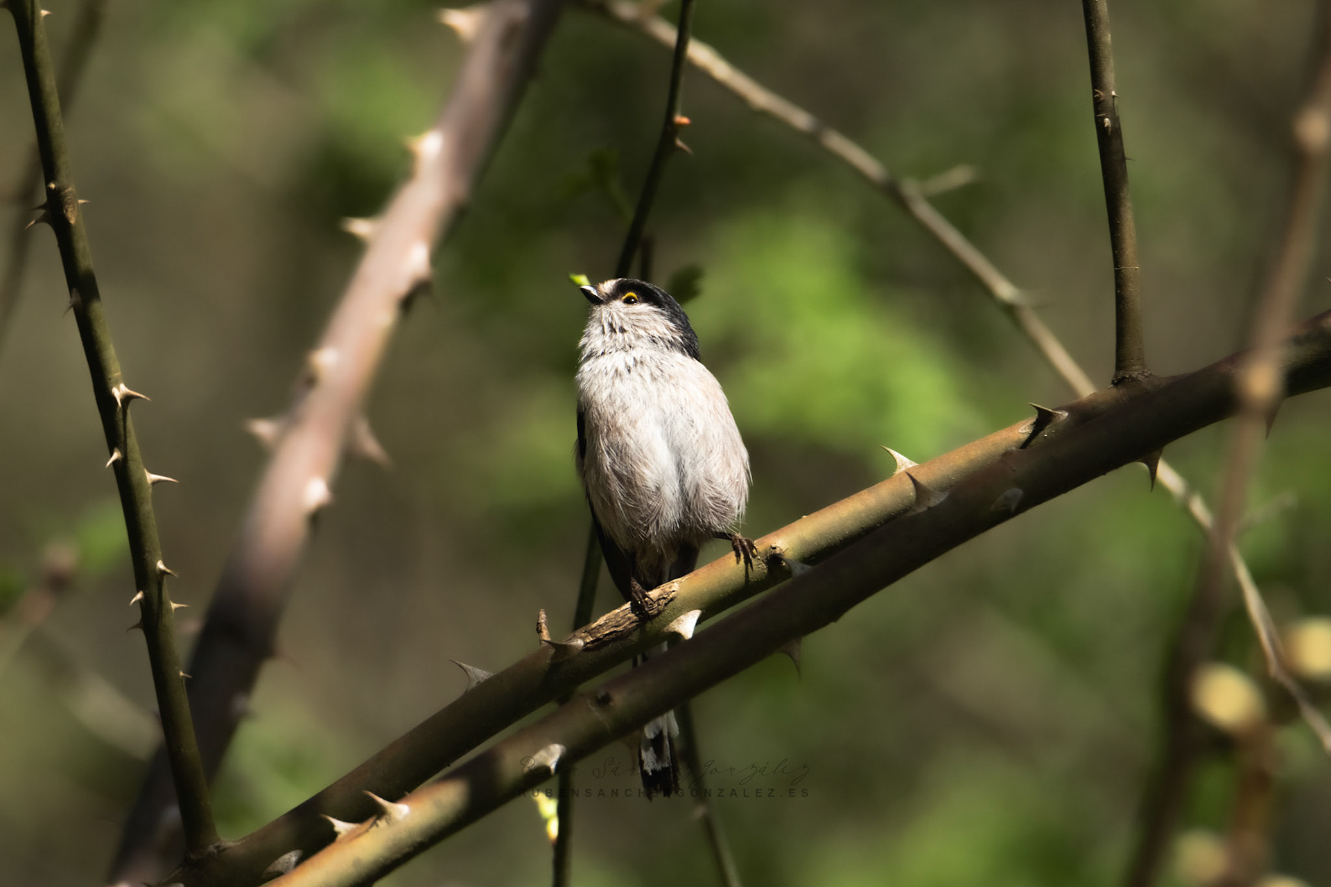 Mito Común o Aegithalos caudatus - Aves