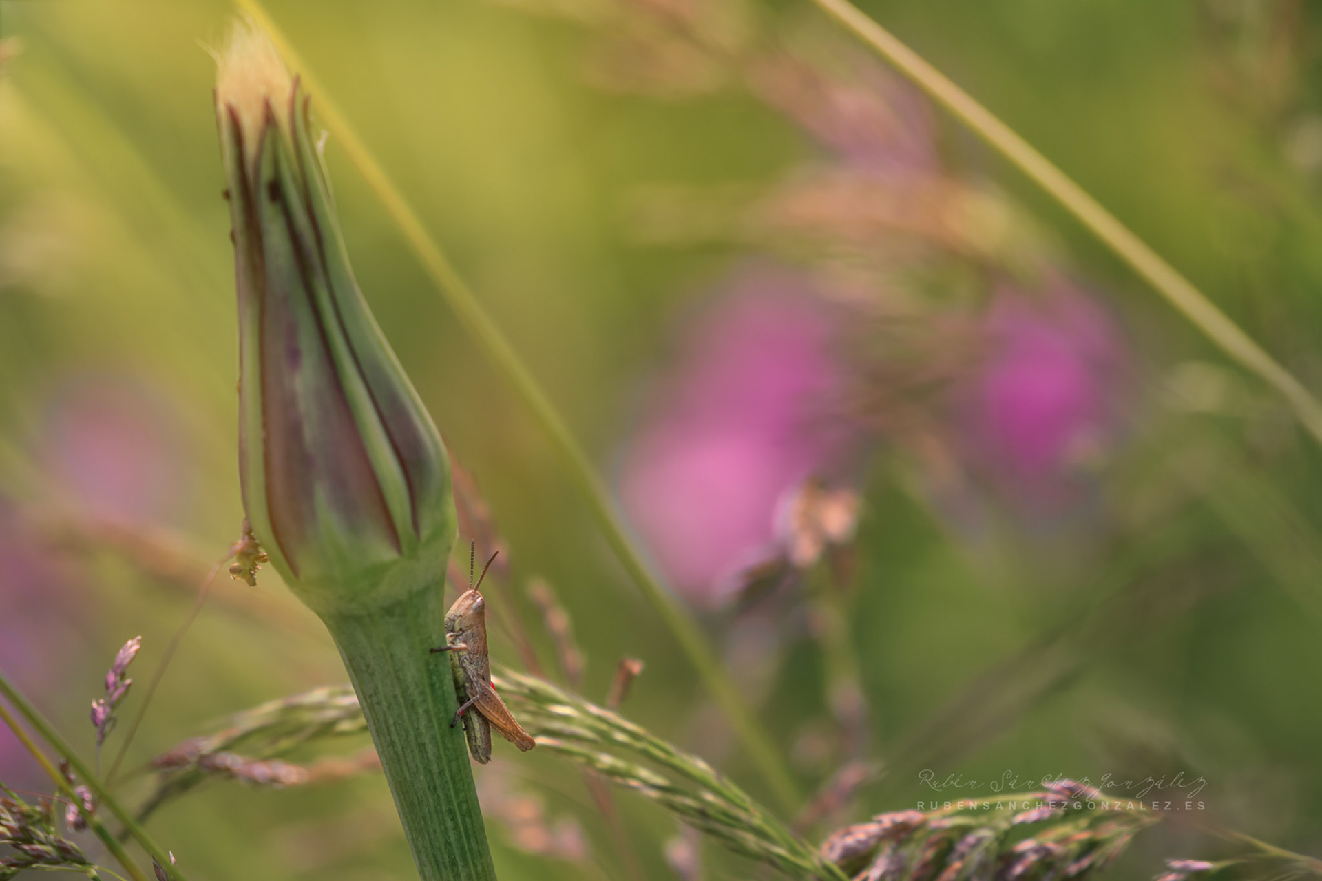 Saltamontes - Macro