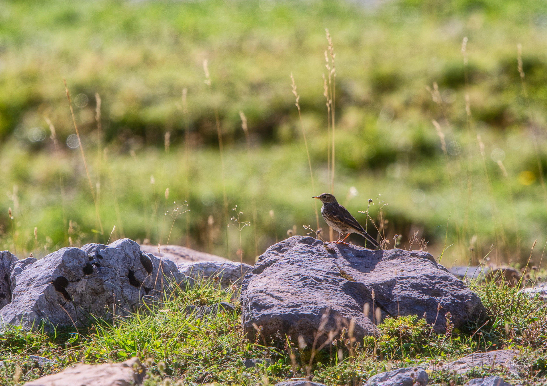 Zorzál Común o Anthus spinoletta - Aves