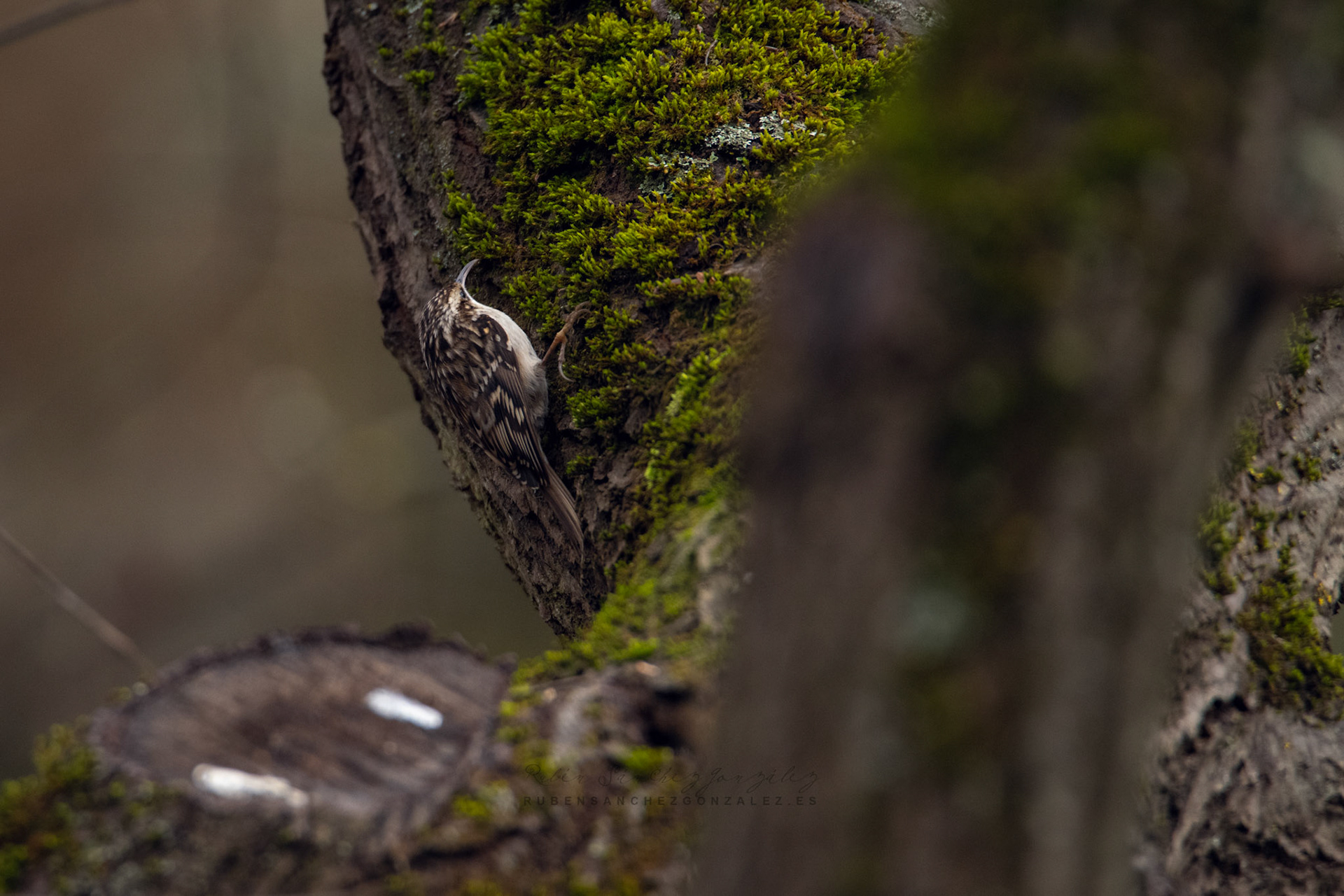 Agateador común o Certhia brachydactyla - Aves