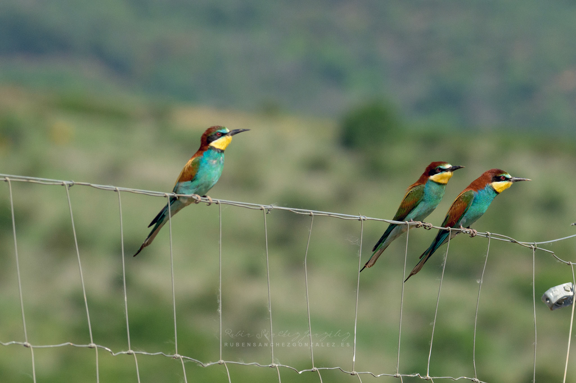 Abejaruco o Merops apiaster - Aves