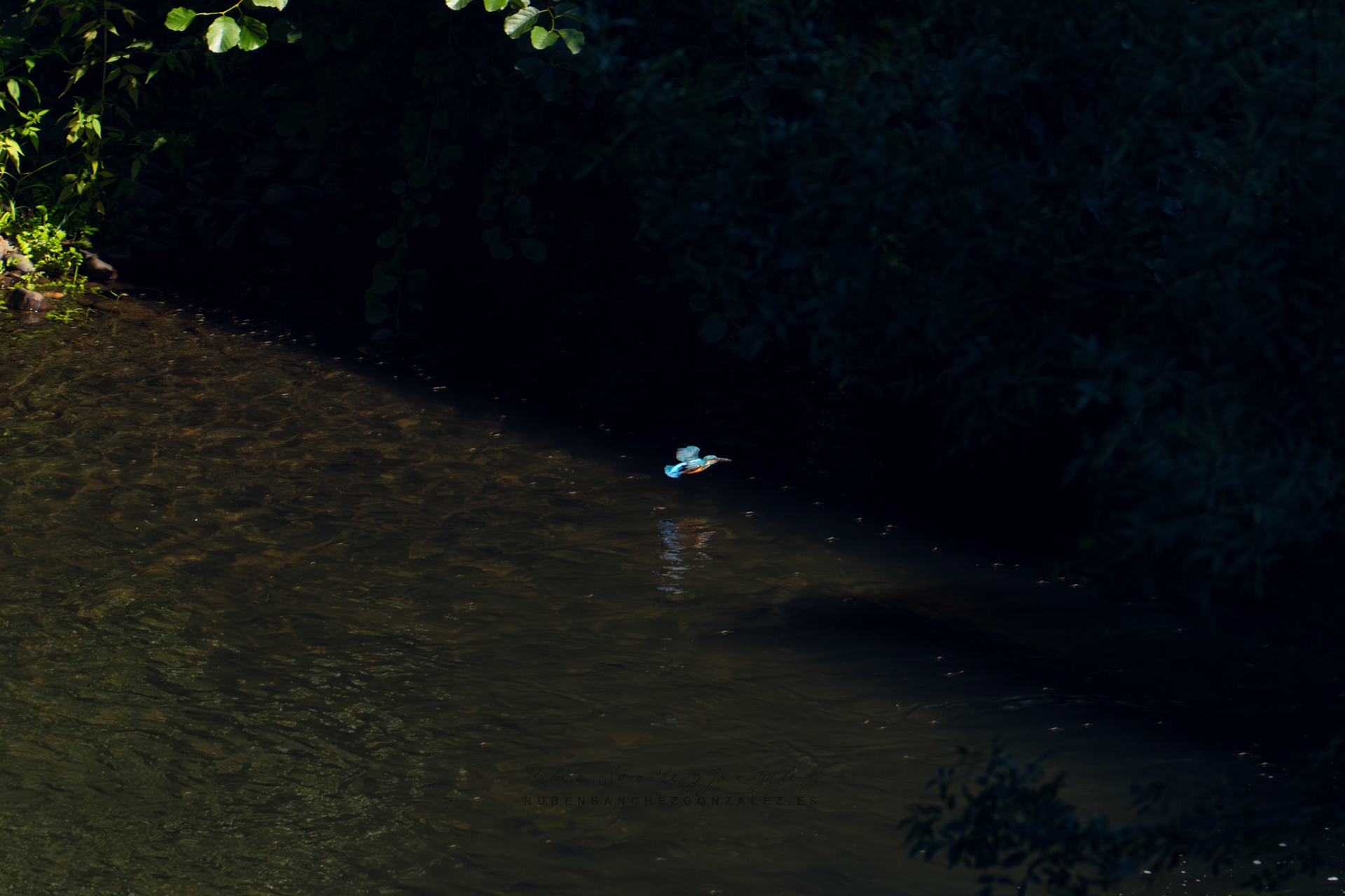 Martín pescador o Alcedo atthis - Aves