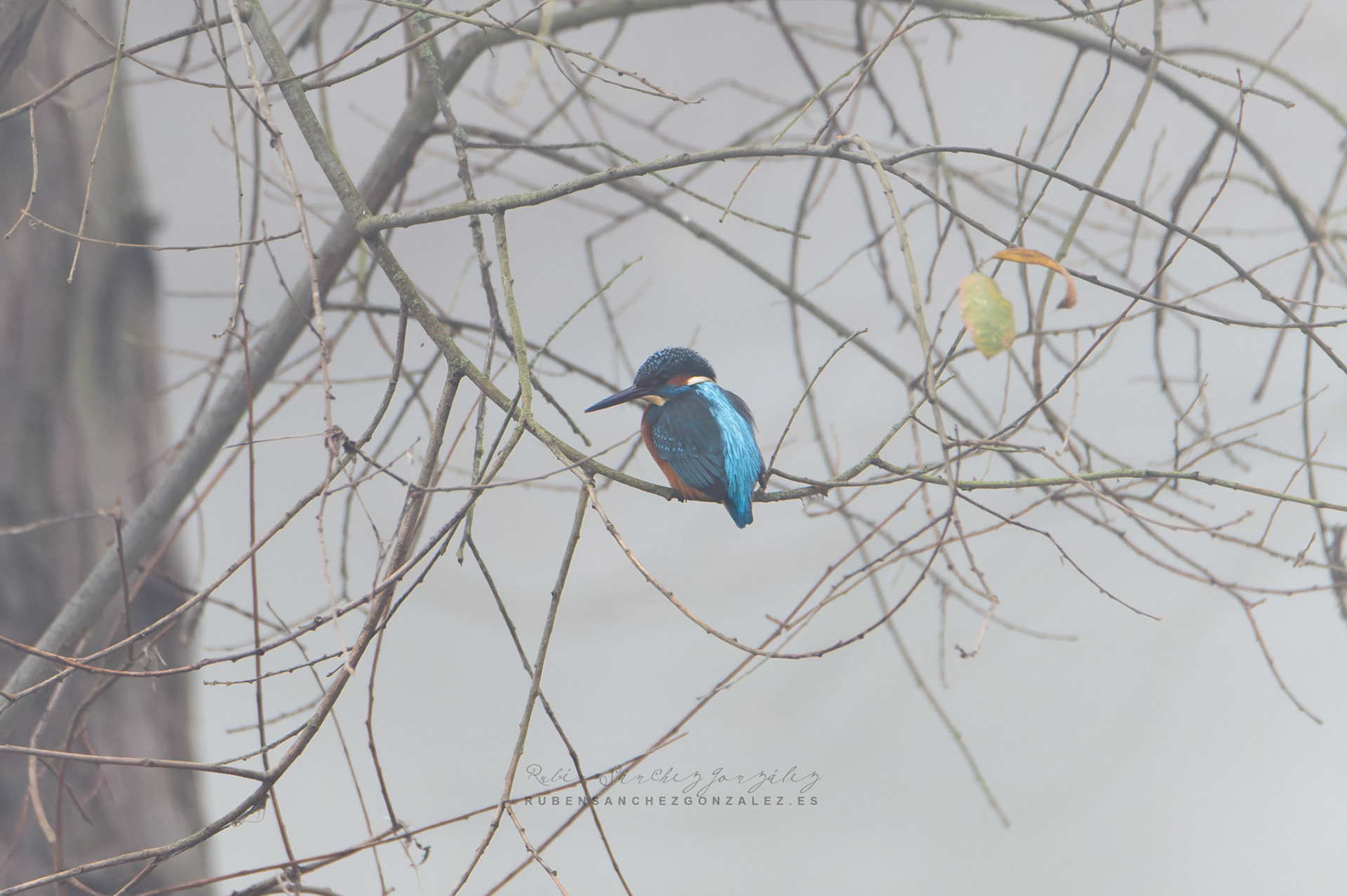 Martín pescador o Alcedo atthis - Aves
