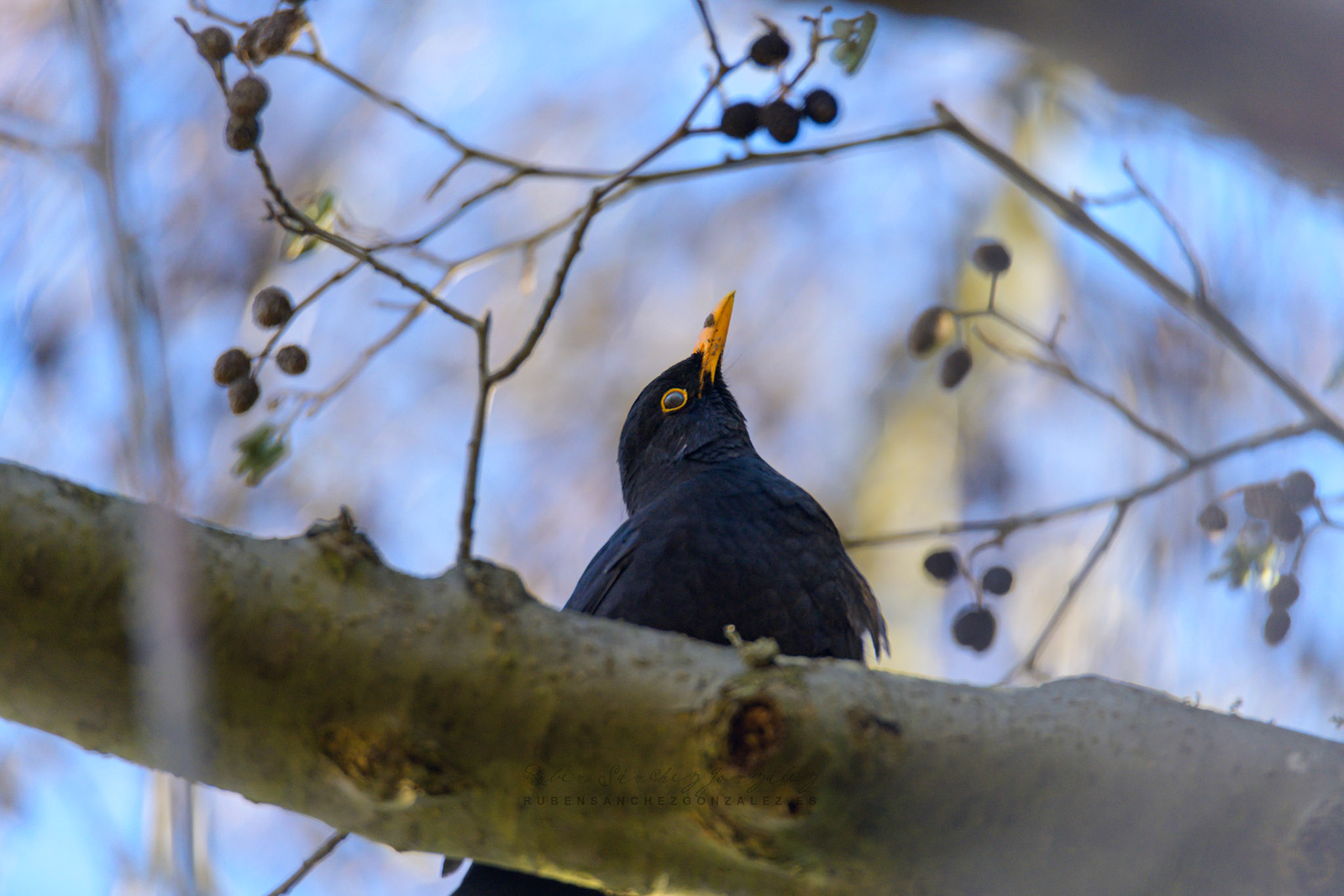 Mirlo Común o Turdus merula - Aves