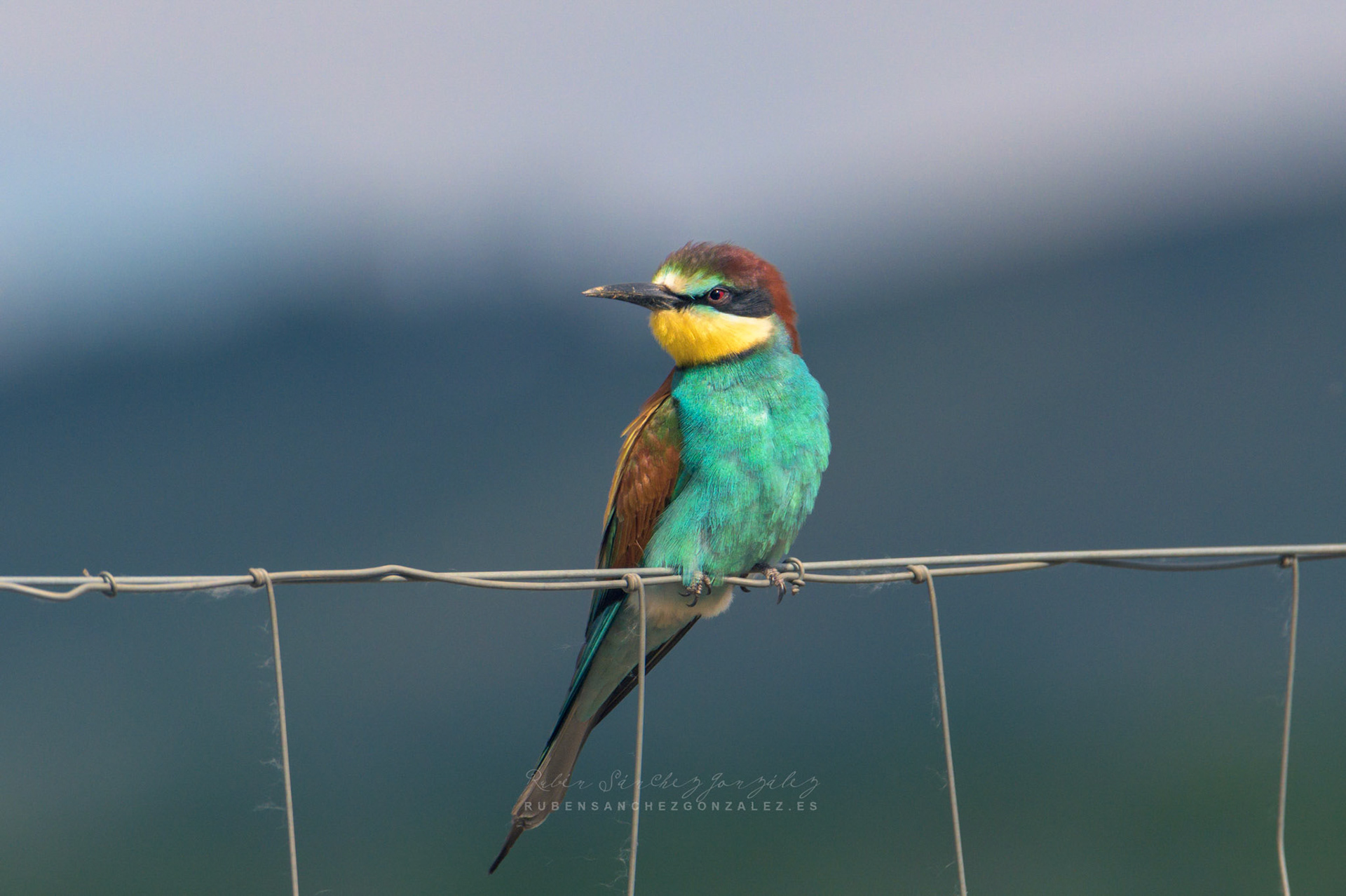 Abejaruco o Merops apiaster - Aves